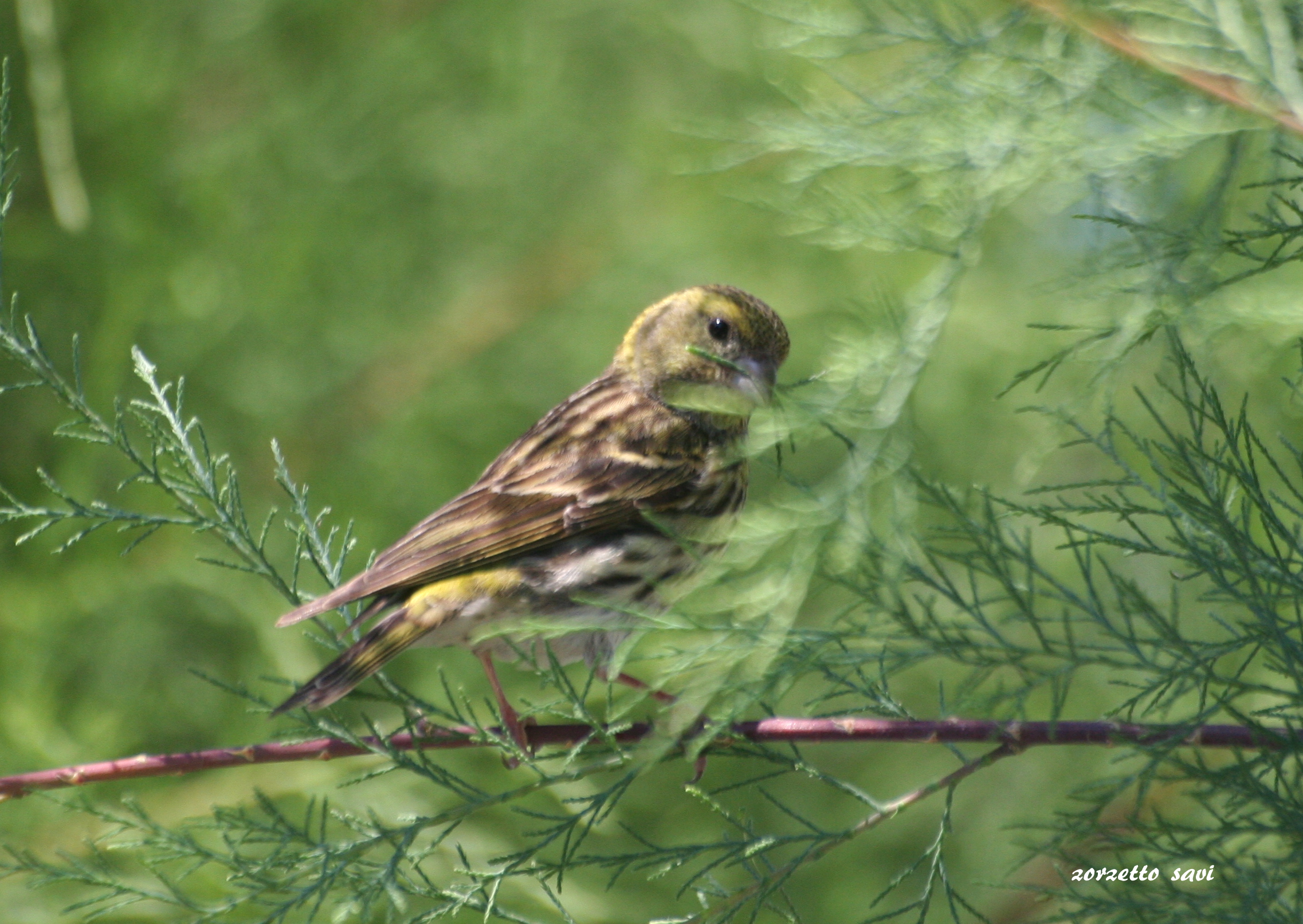verzellino maschio  pronto per il nido