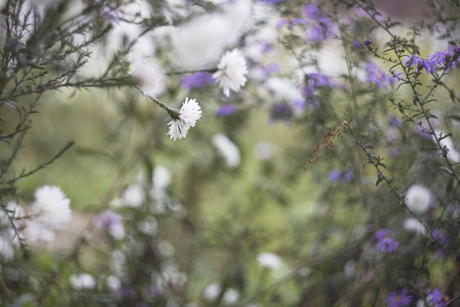 Giardino fiori bianchi e viola