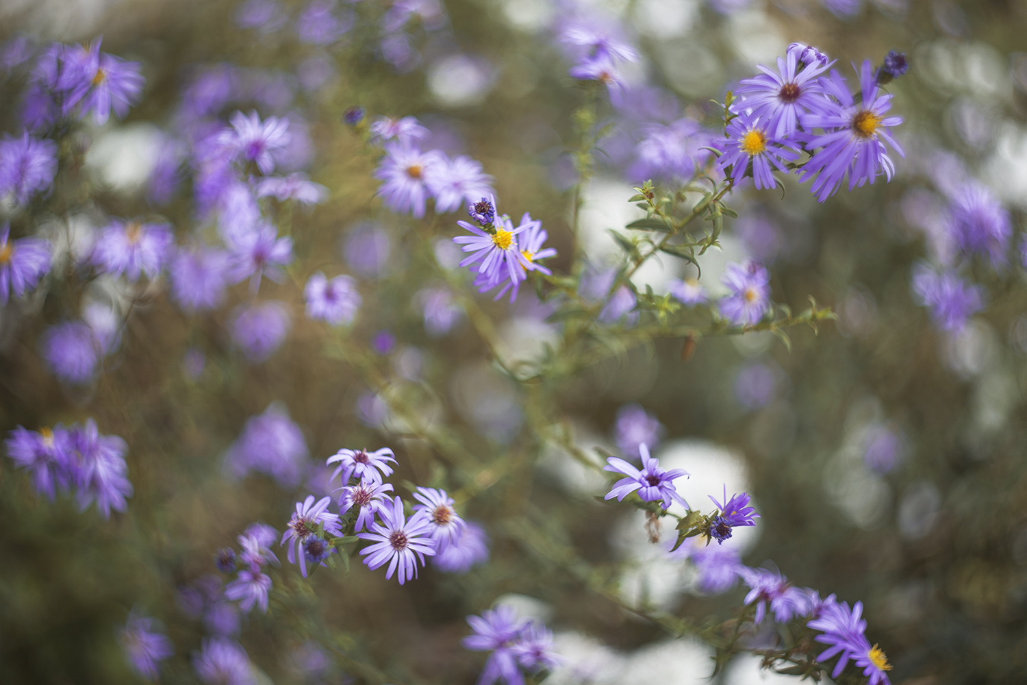 Giardino margherite viola