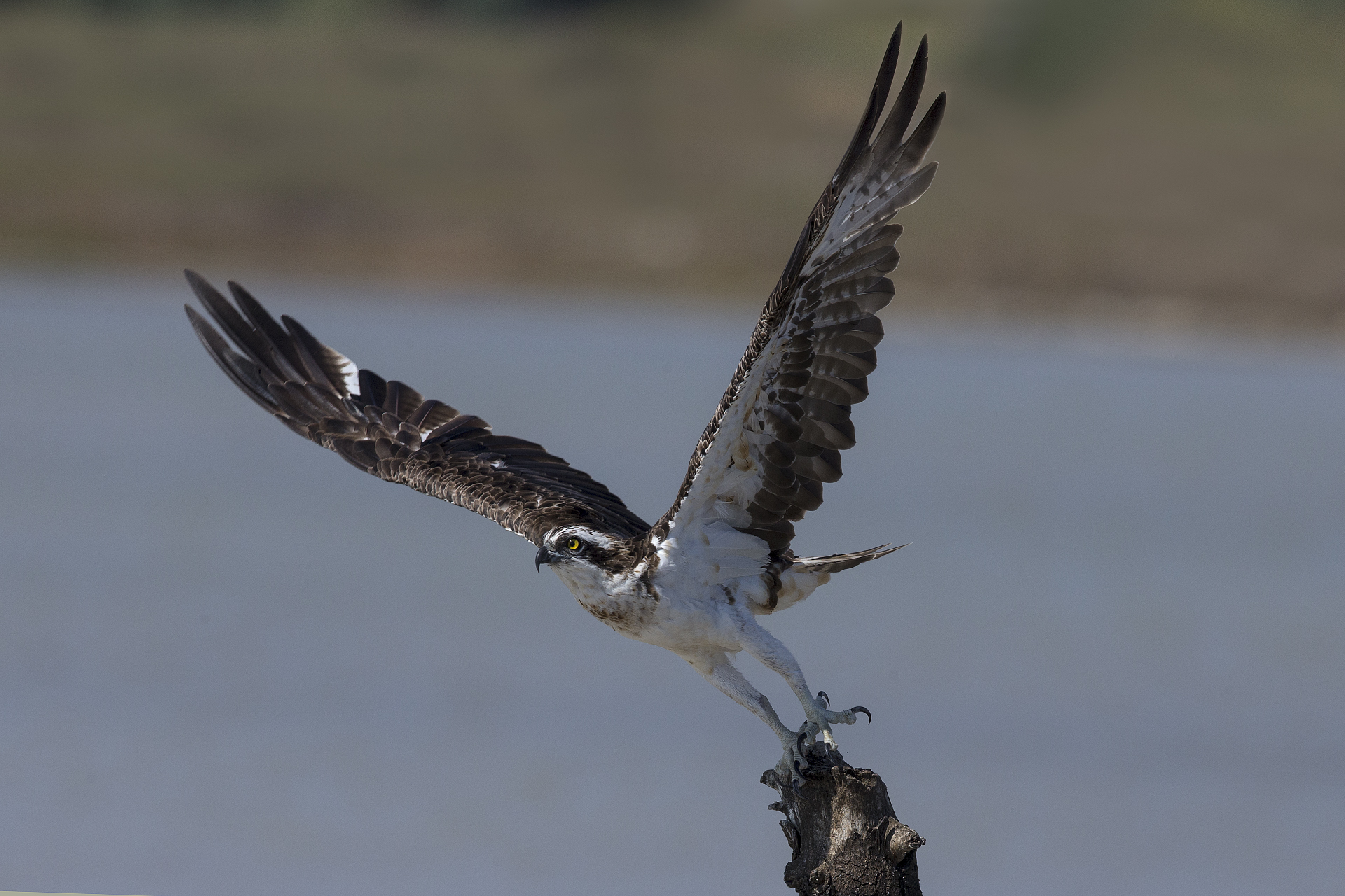 Osprey taking off