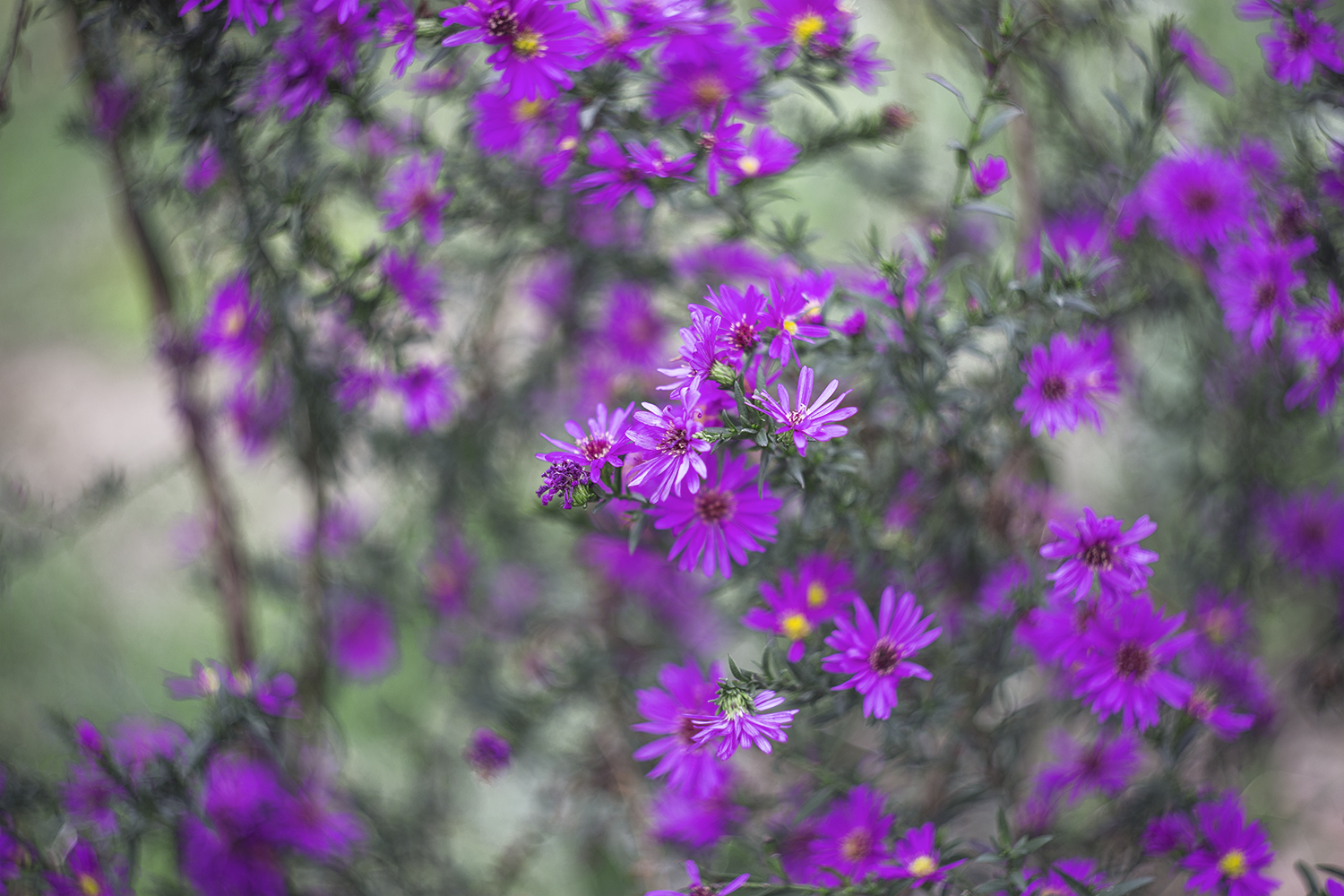Daisies in the garden