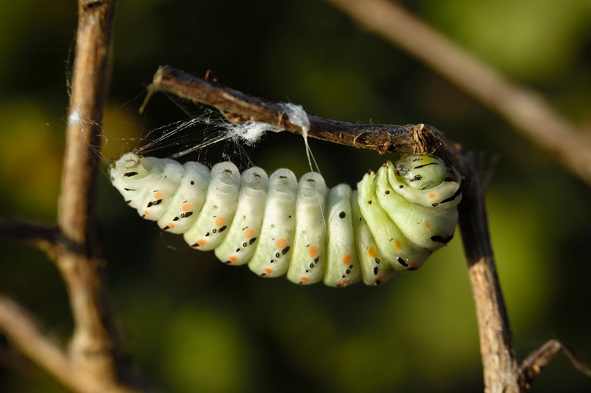 Chrysalis Swallowtail