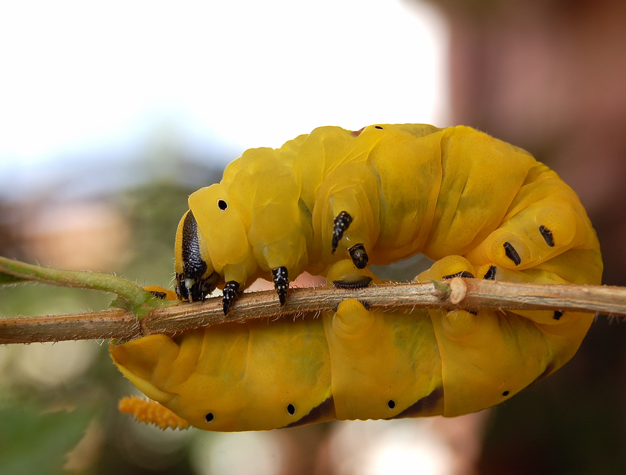Acherontia atropos - Sphinx head dead