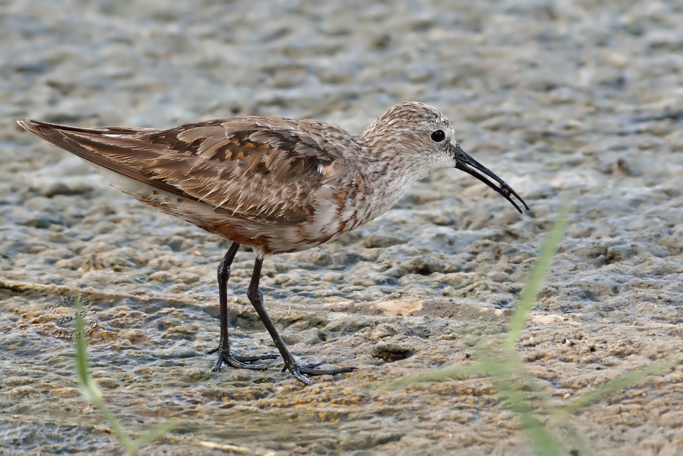 Sandpiper (Calidris ferruginea)