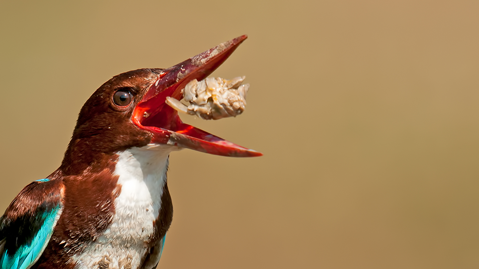 Halcyon smyrnensis » White-throated Kingfisher