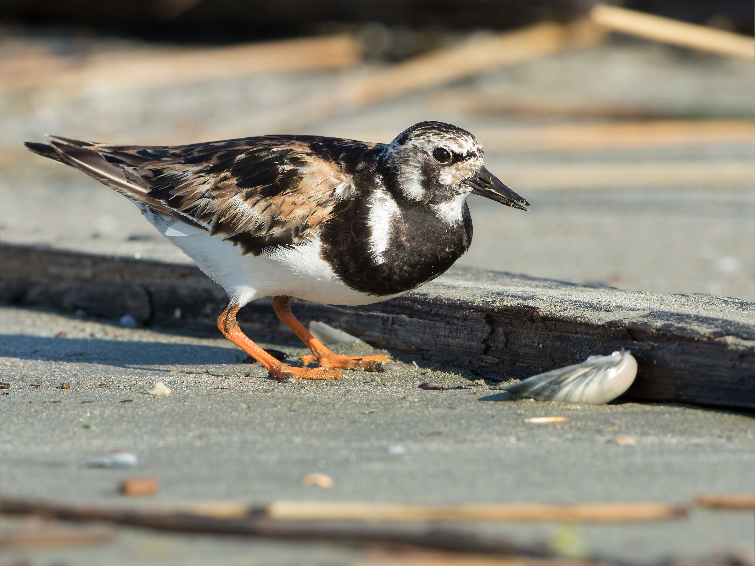 Turnstone