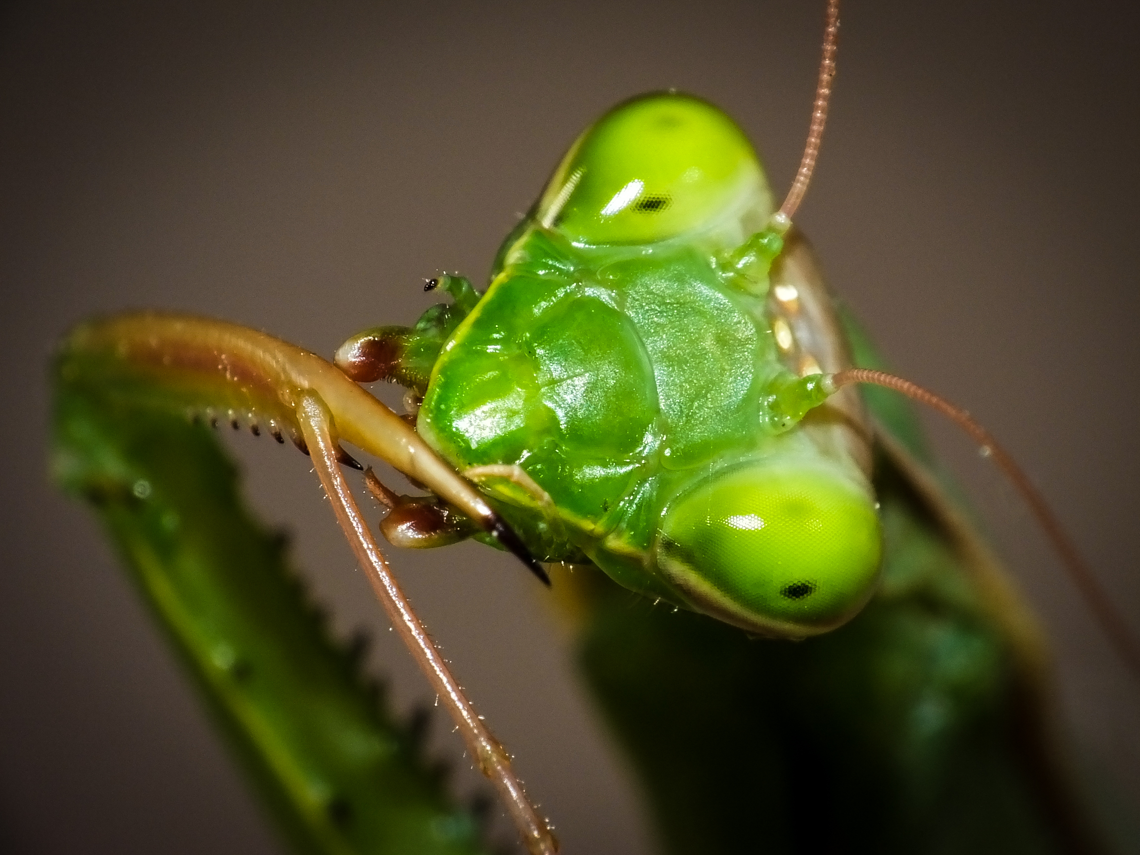mantis female (2)
