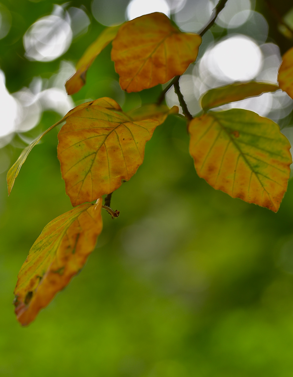 The first colors of autumn