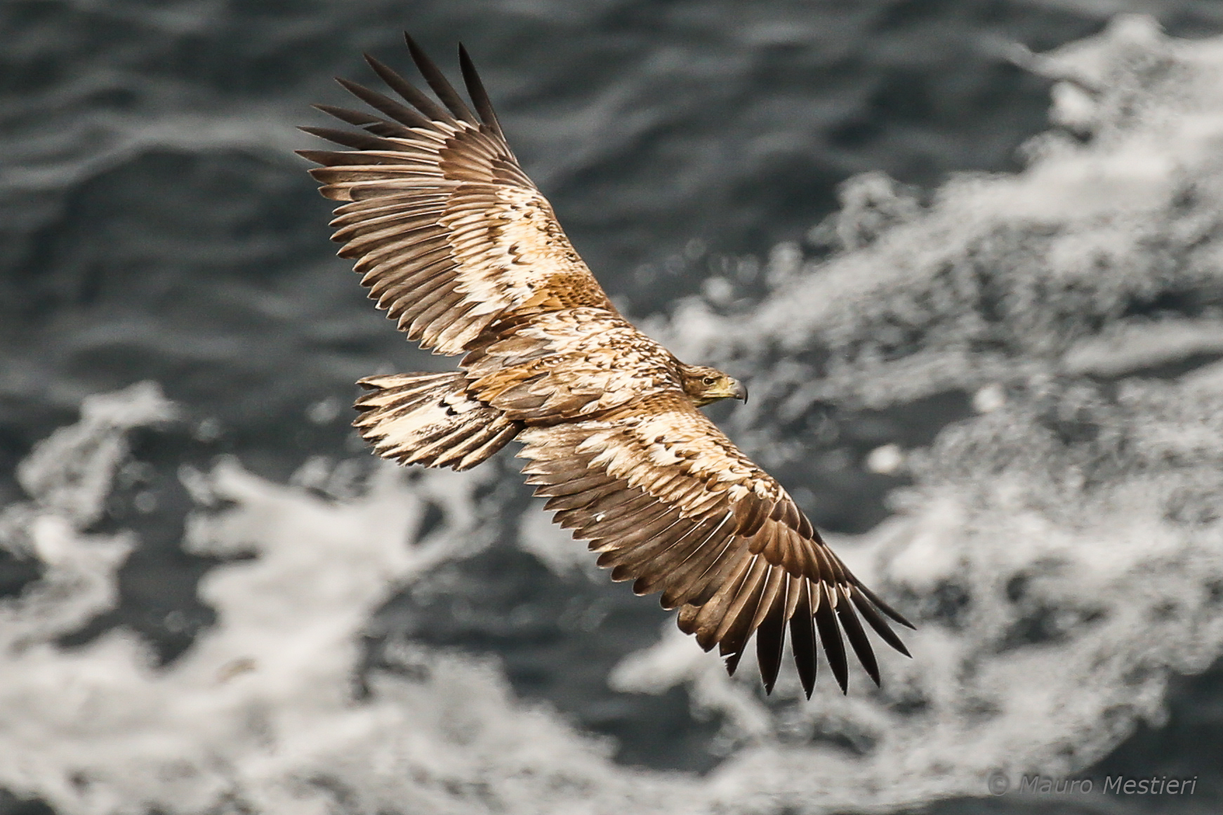 White tailed eagle