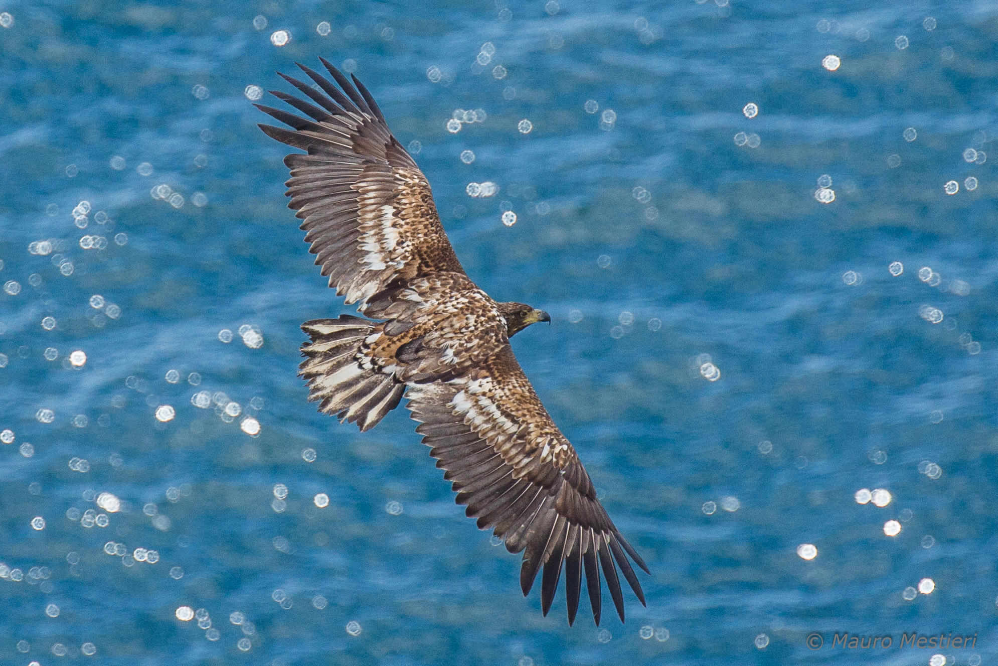 White tailed eagle 2