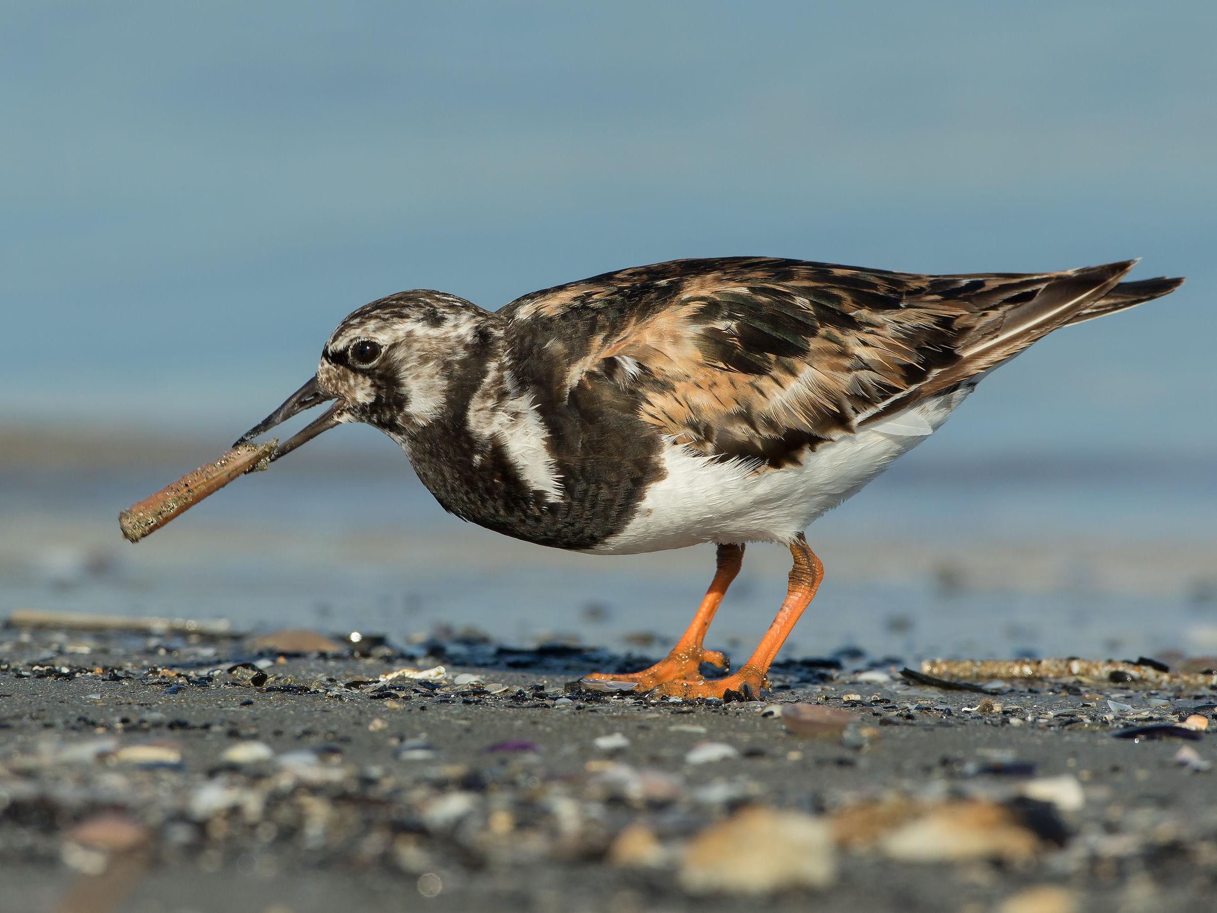 the Cuban ... (Turnstone)
