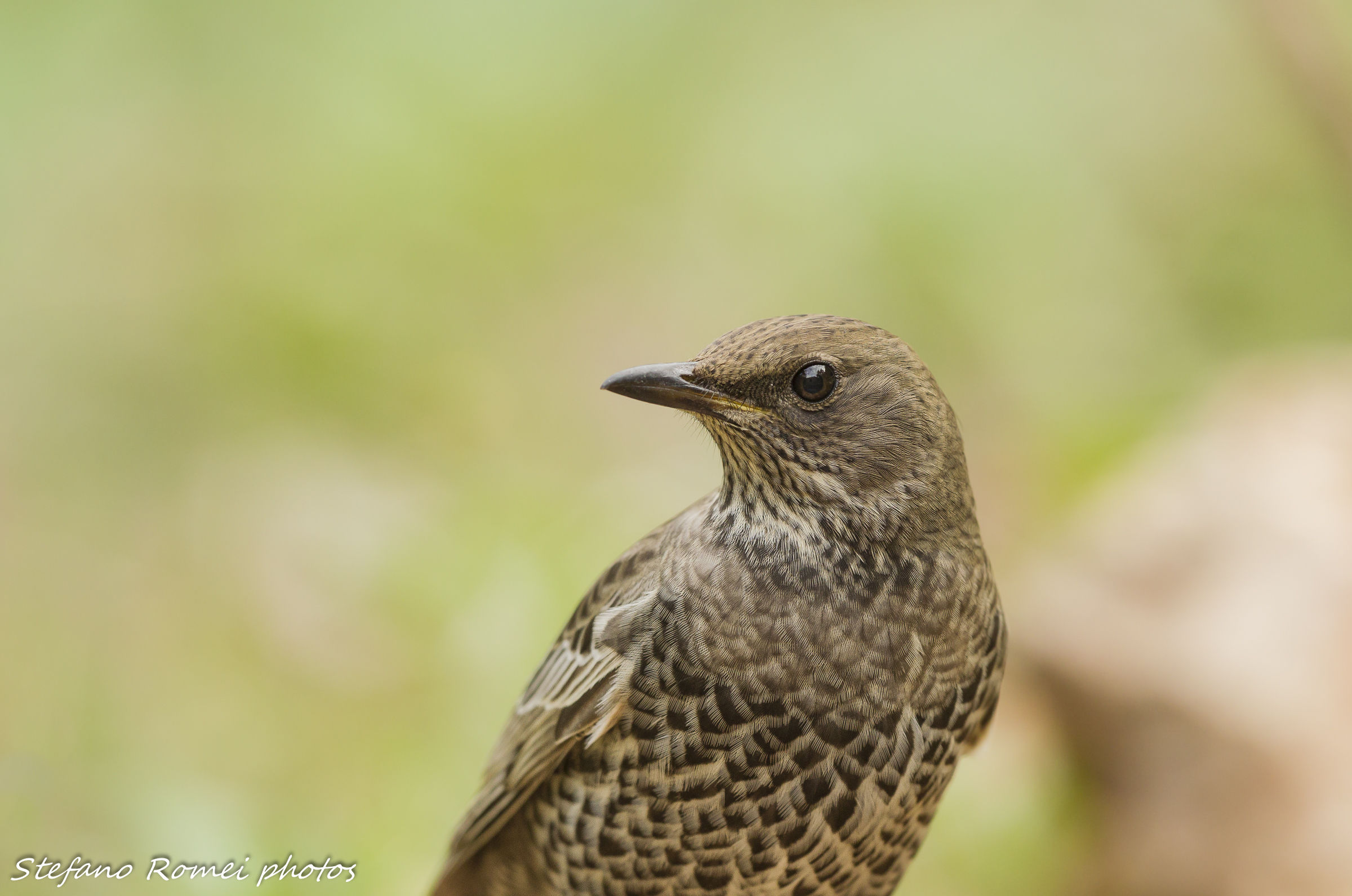 Ouzel