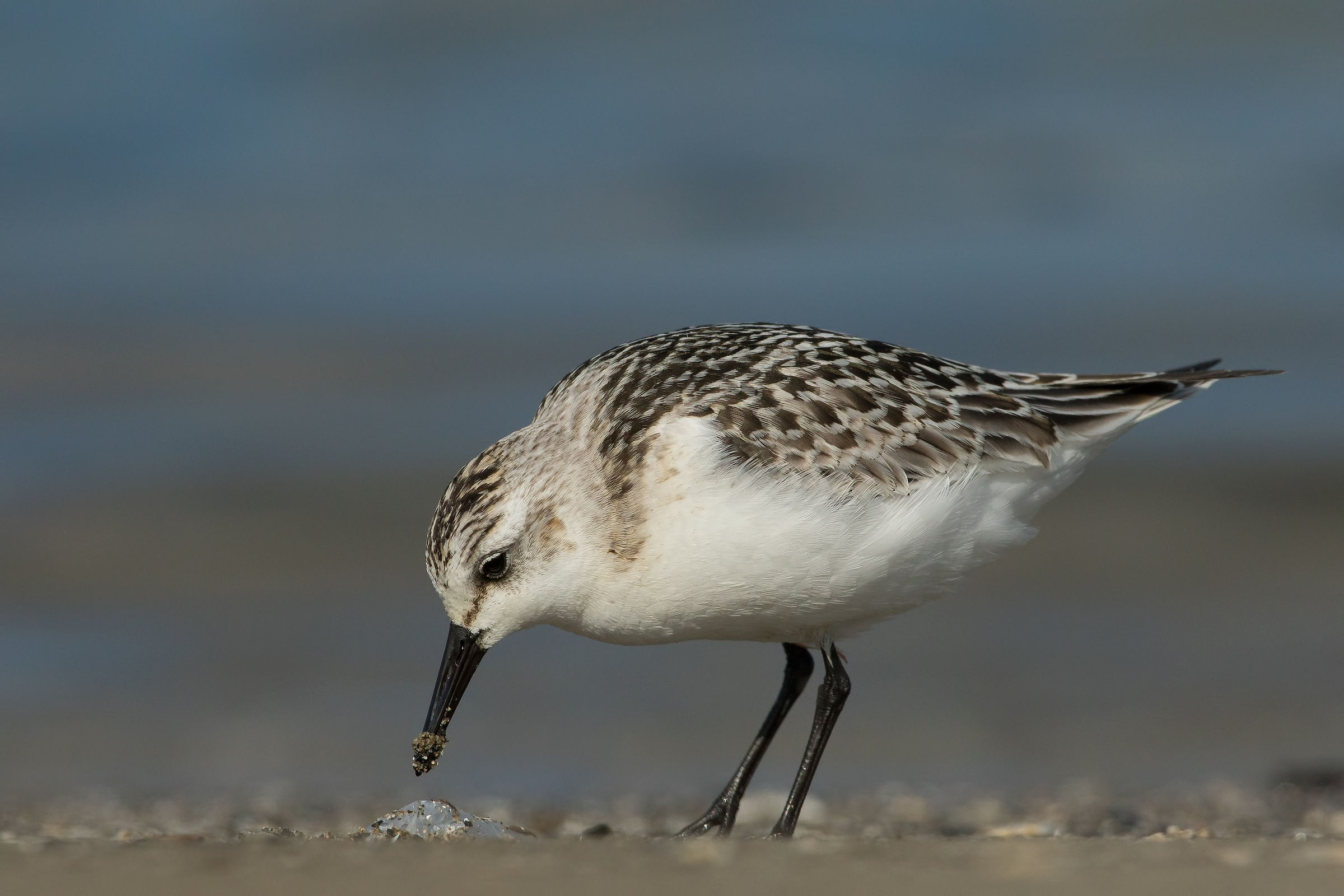 sanderling