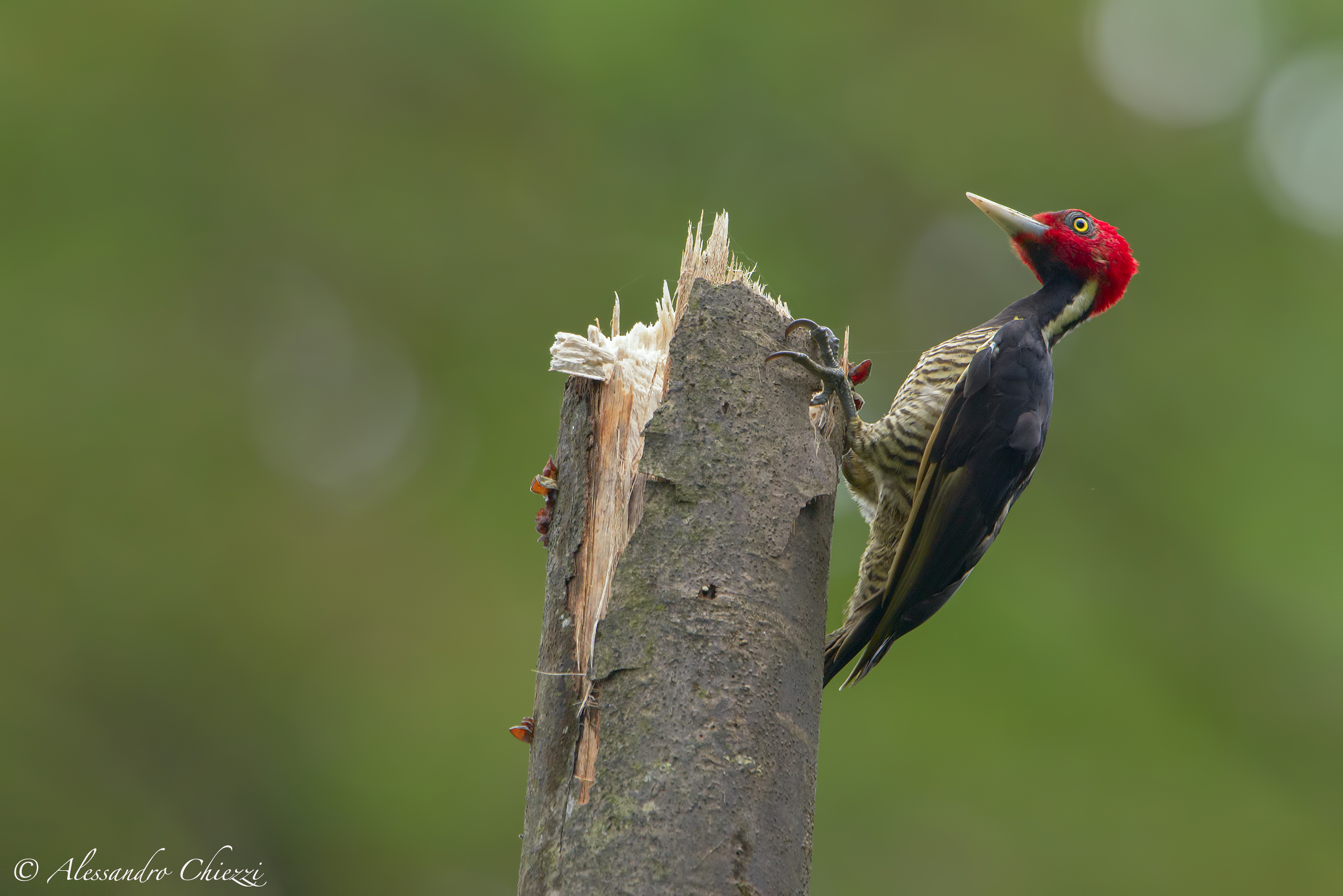 Woodpecker Guatemala