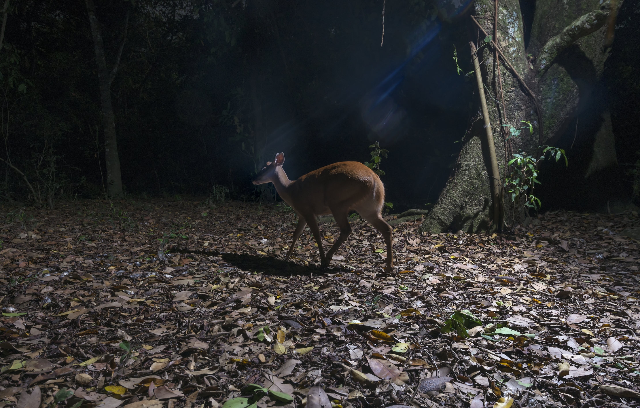Pantanal 2015 - Atmosfera (Notturna con trap. fotograf)