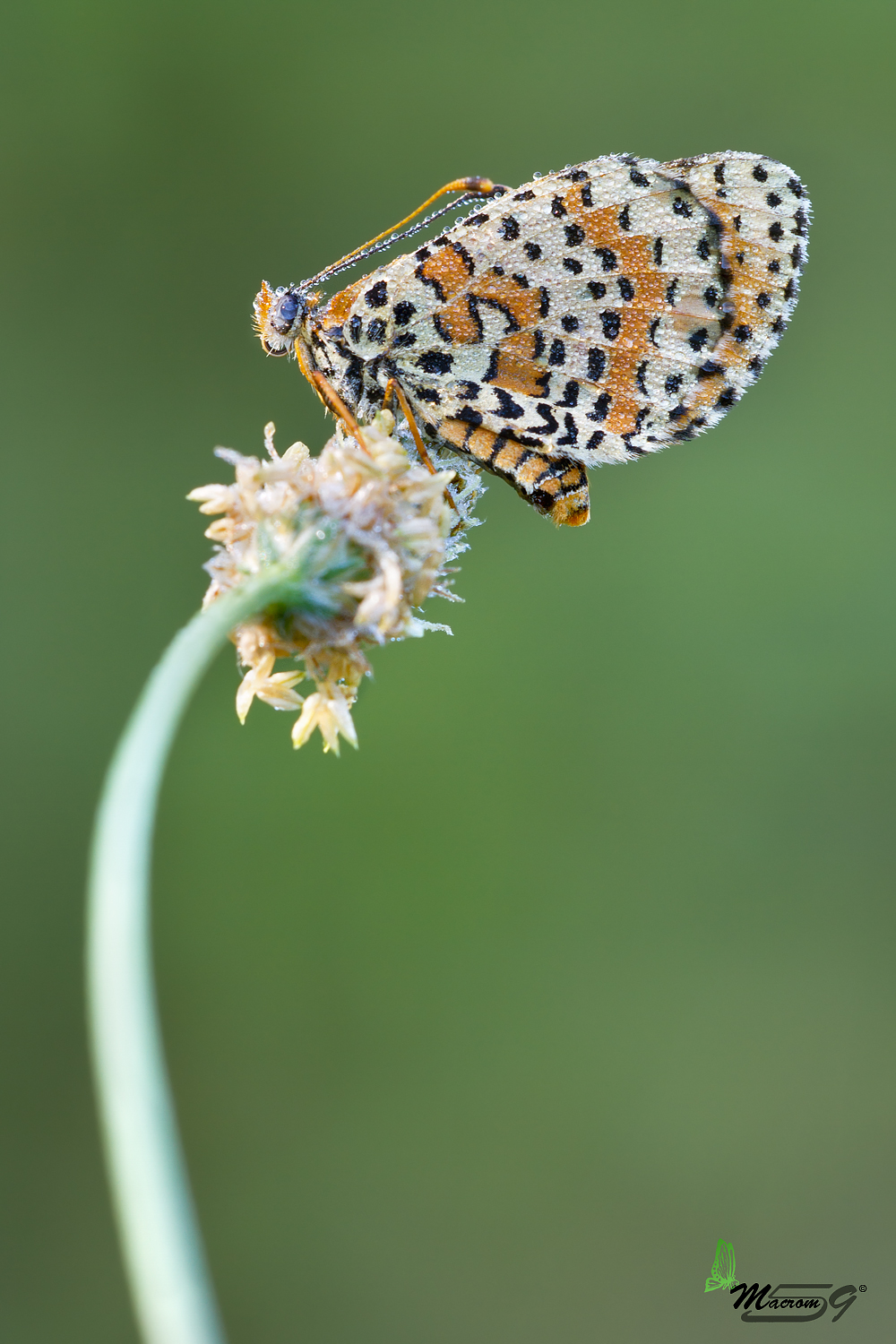 Melitaea primo raggio... Campo sportivo di Preci (pg)