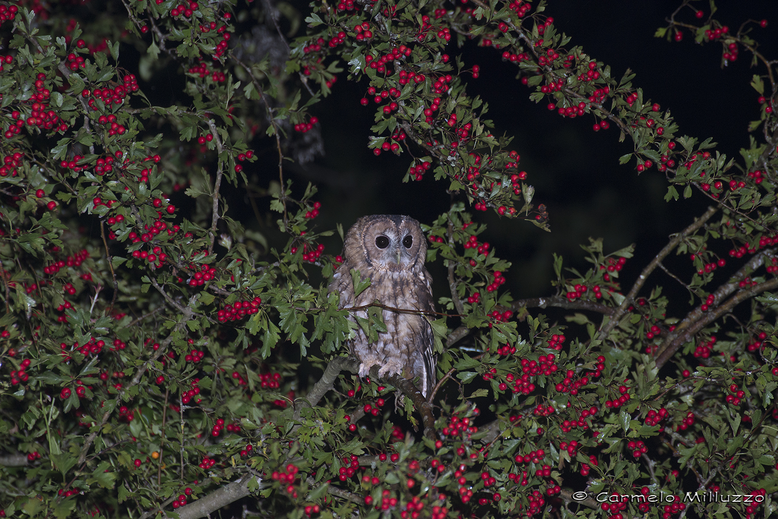 Allocco incorniciato - Strix aluco -