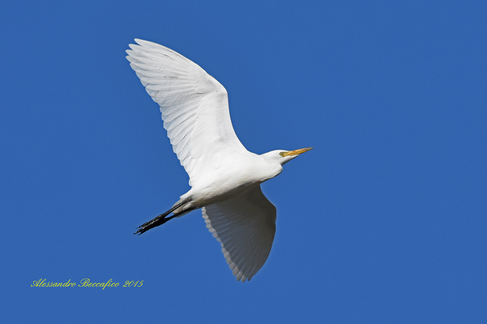 Cattle Egret (Bubulcus ibis)