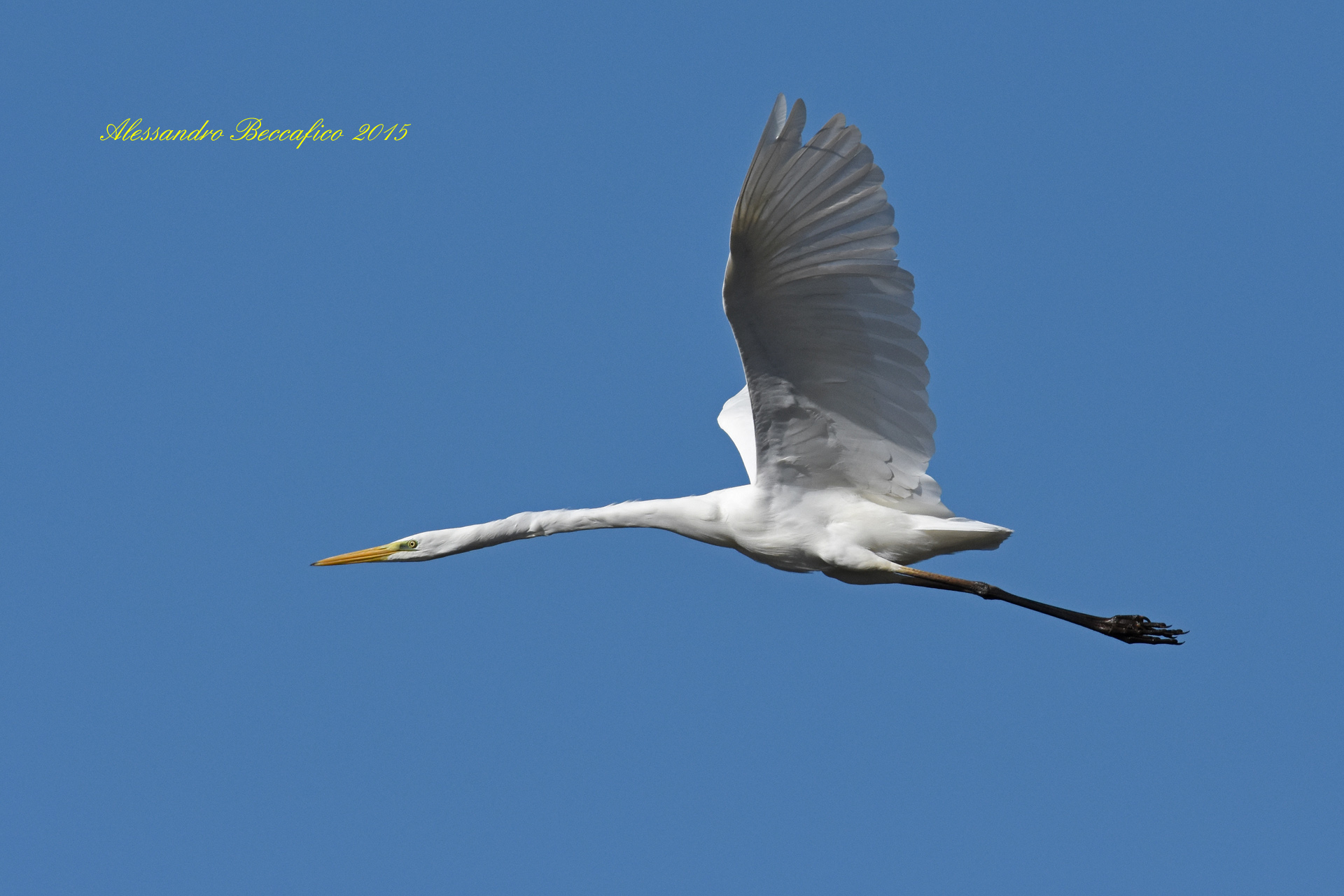 Great Egret (Ardea alba)