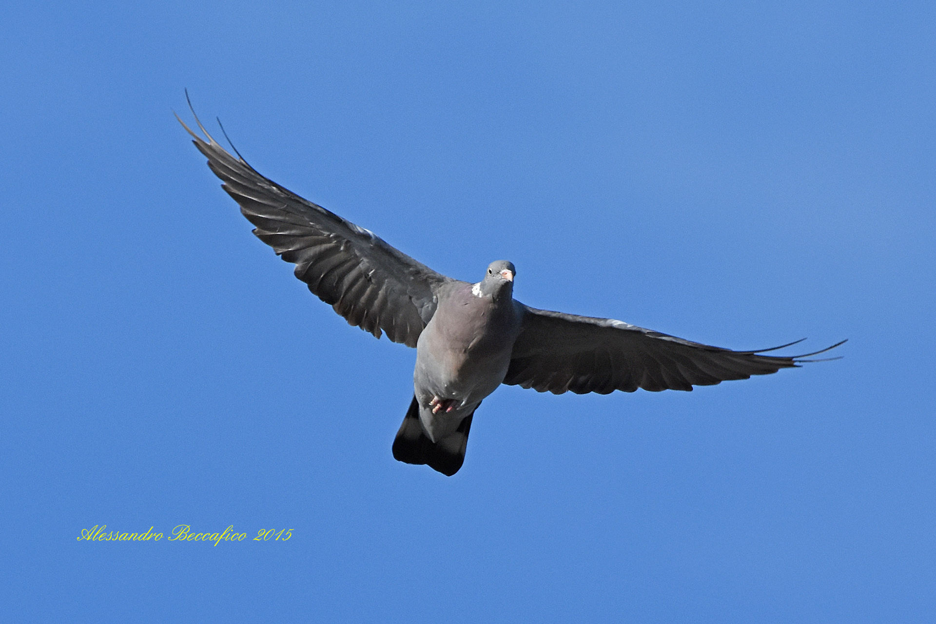 Pigeon (Columba palumbus)