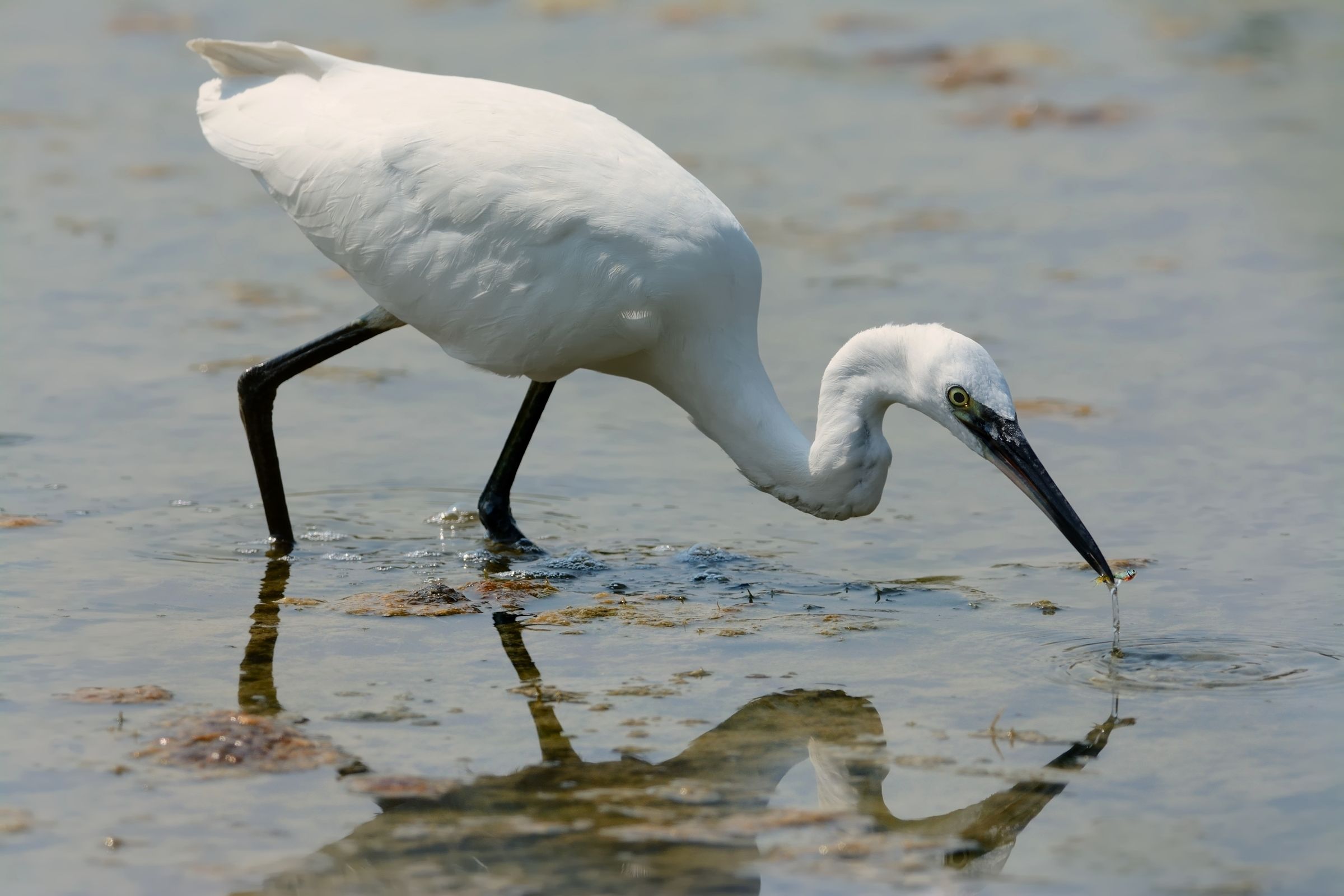 Egret with prey.