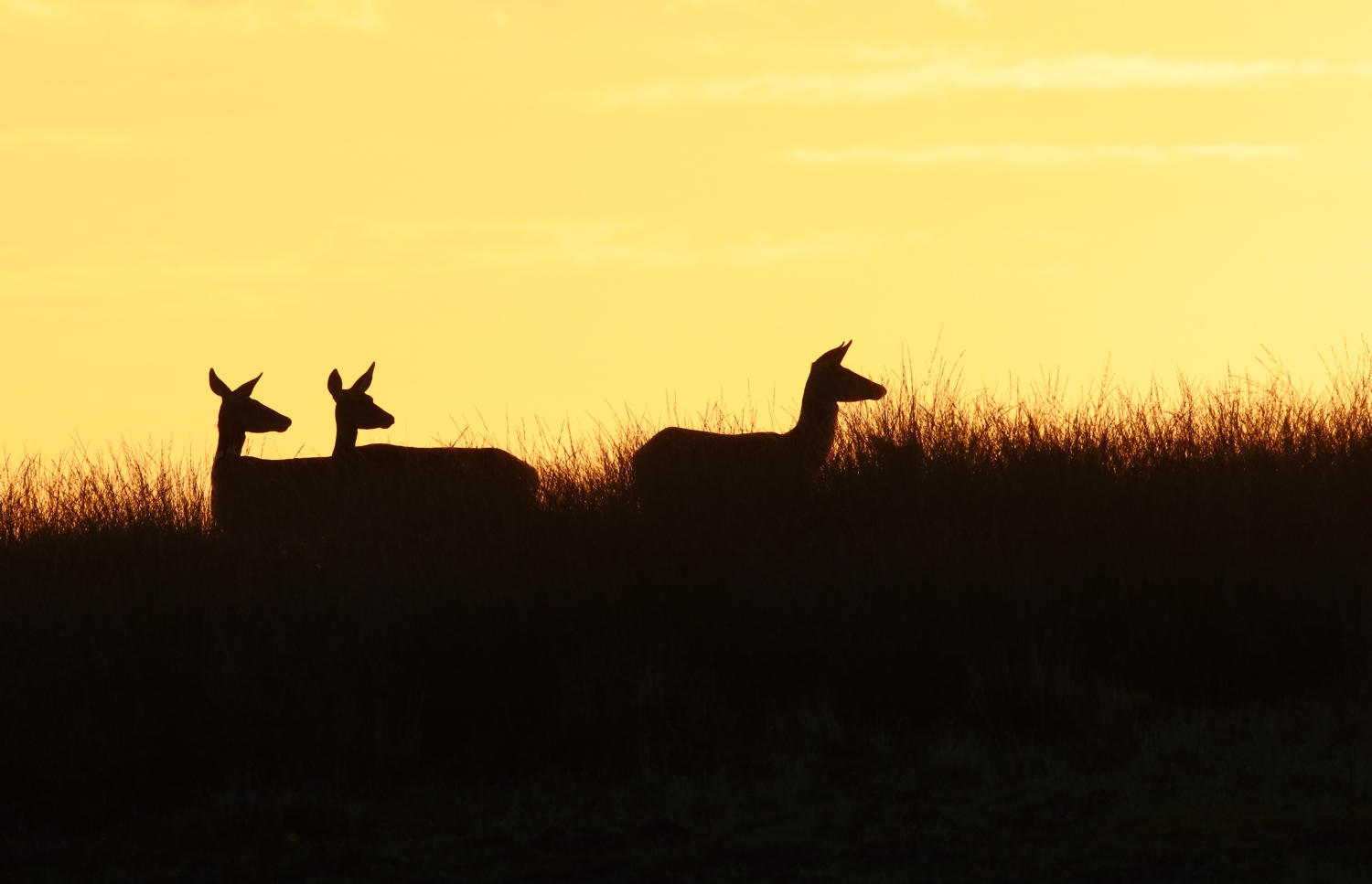 Deer at Sunset