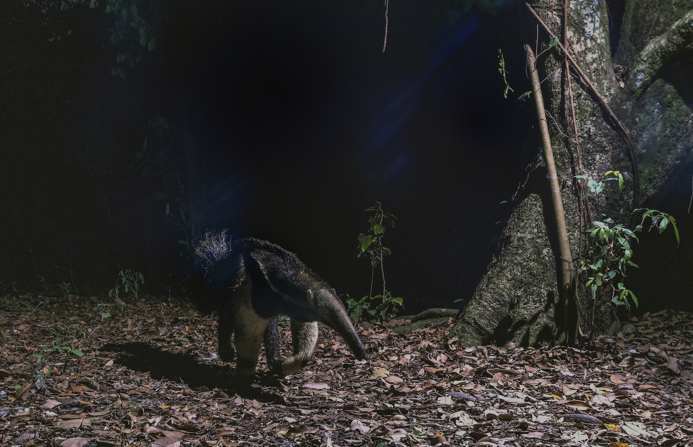 Pantanal 2015 -Formichiere(Notturna con trap. fotgr.)