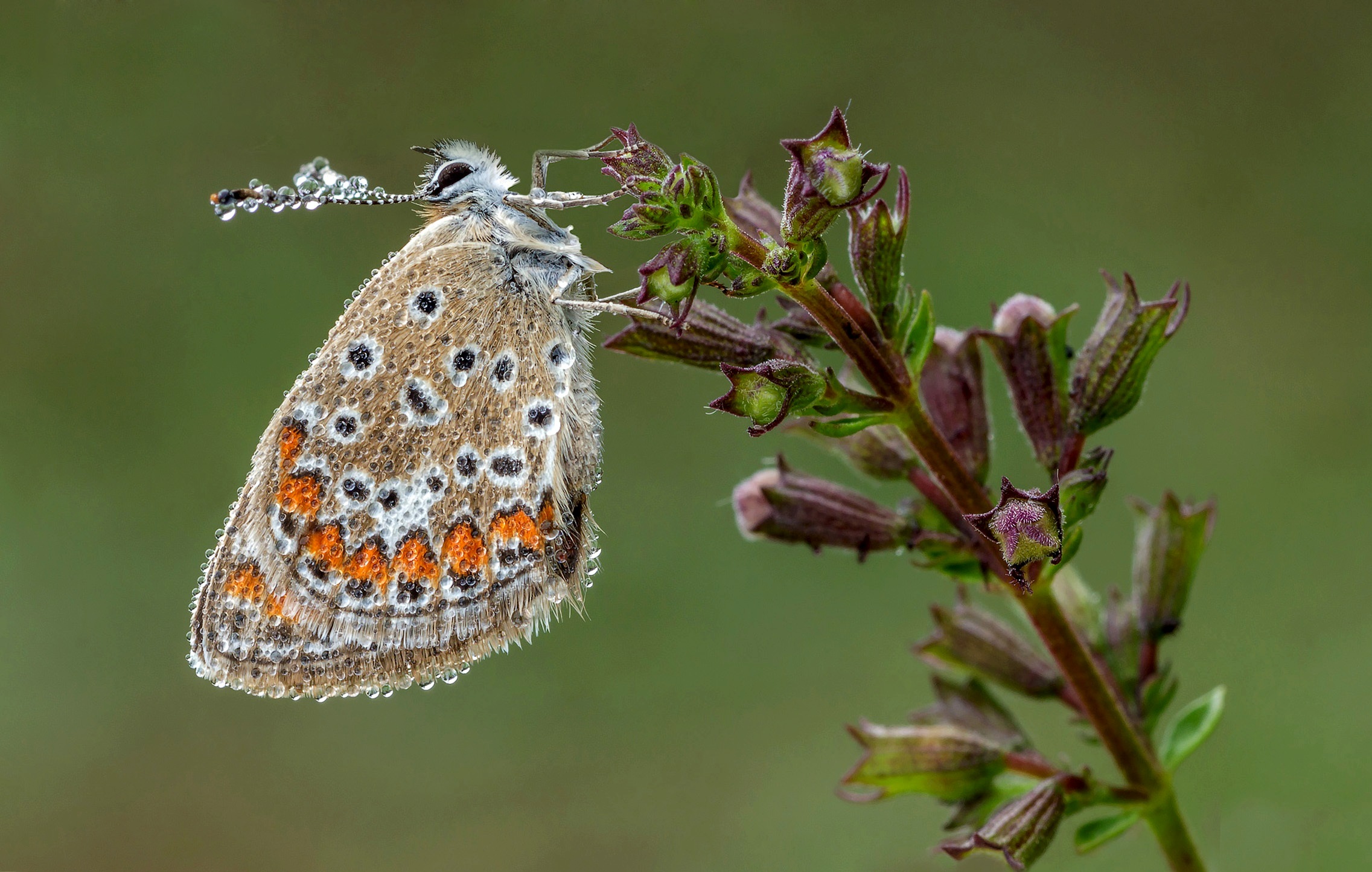 Polyommatus icarus (Licenide)