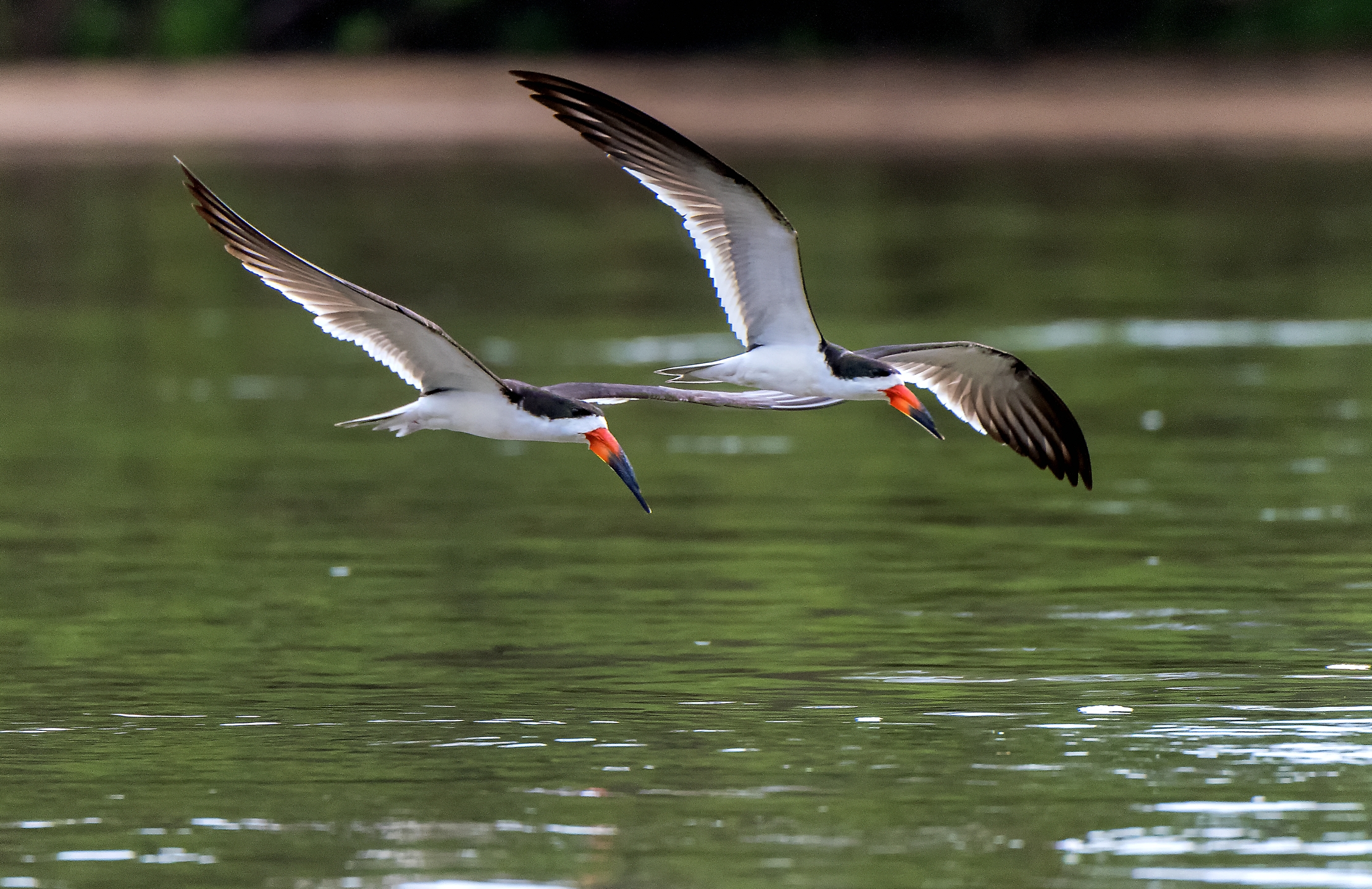 Pantanal 2015 - Skimmer