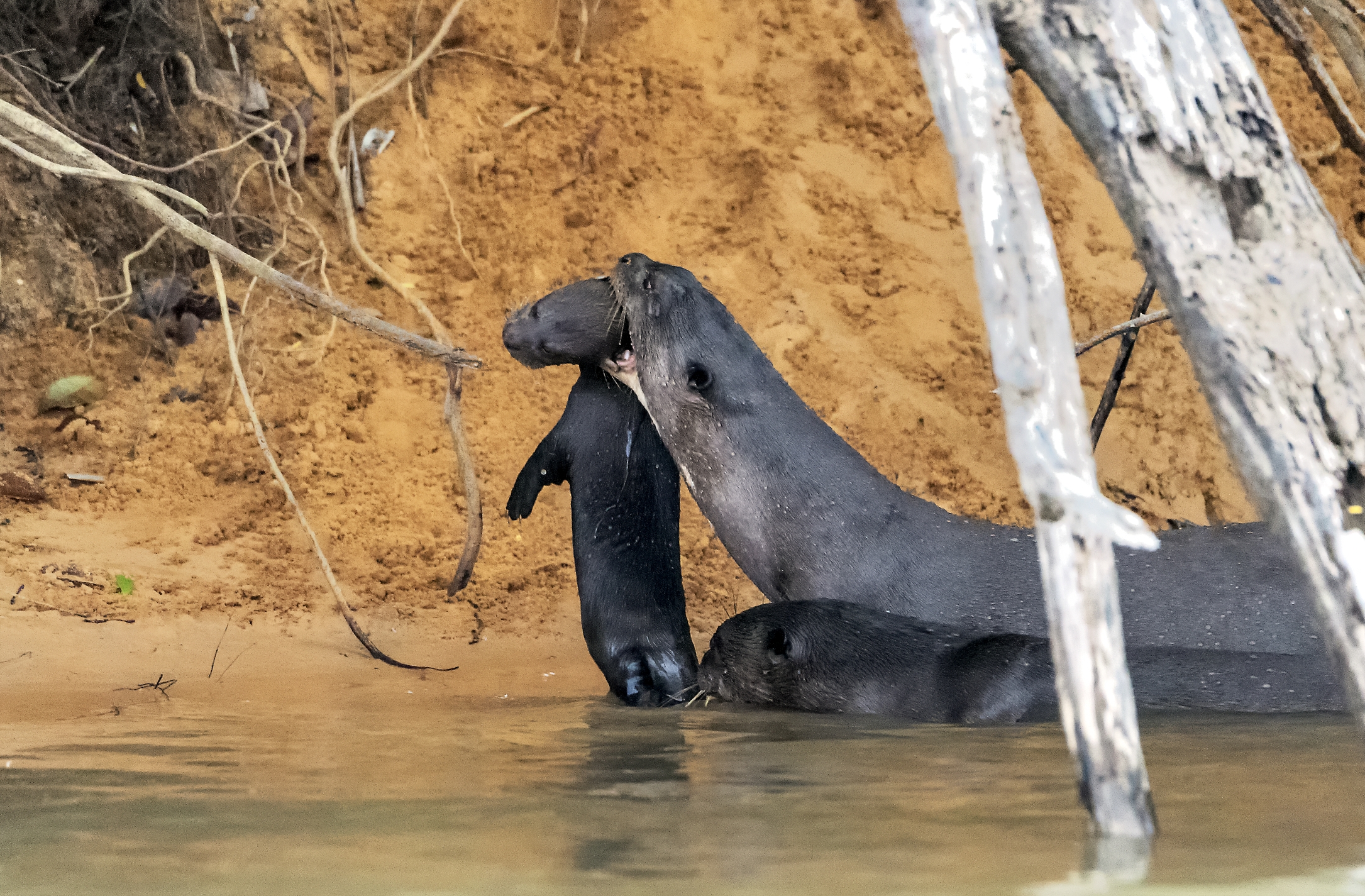 Pantanal 2015 - Lontra gigante con cucciolo