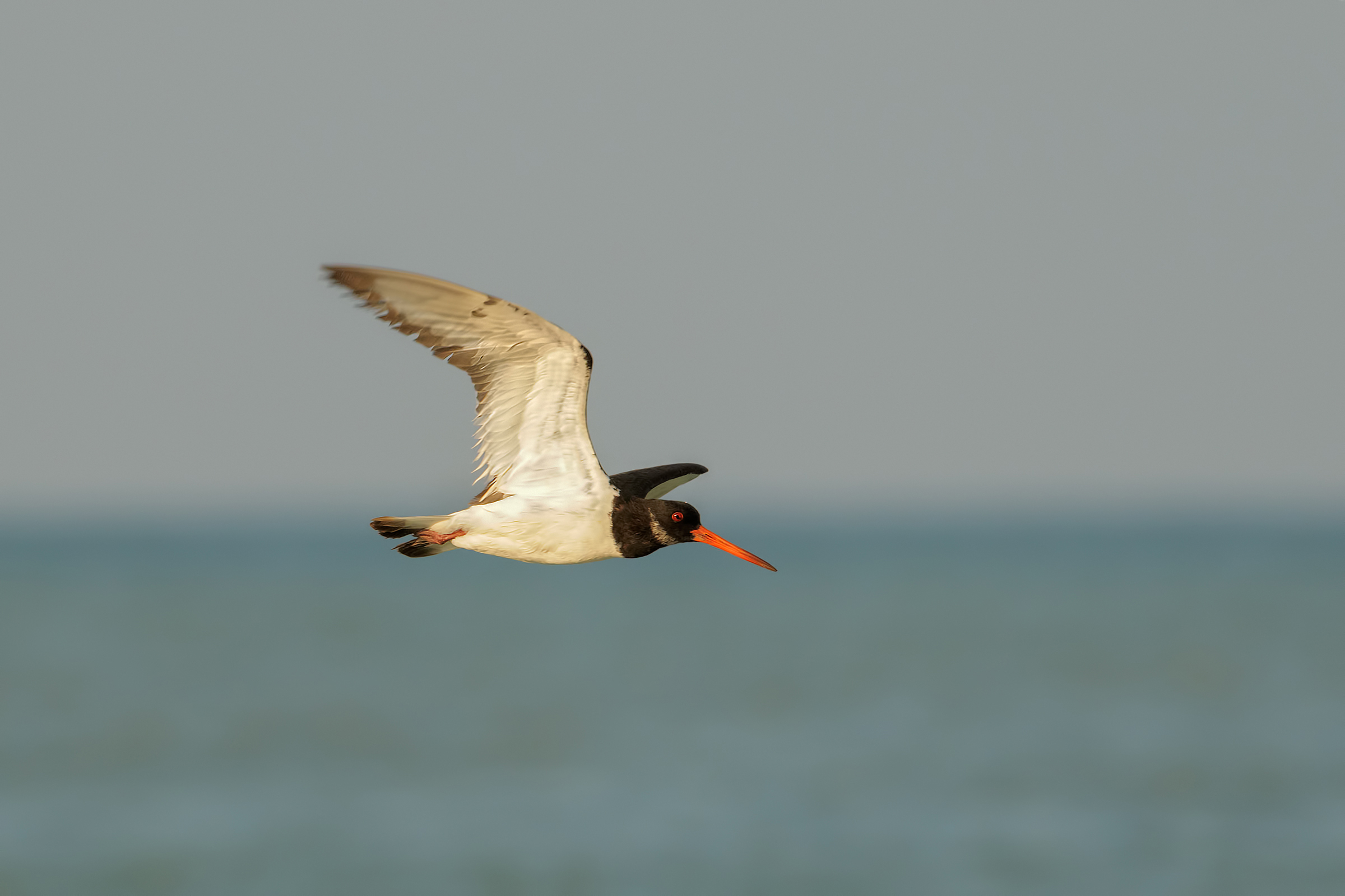 Beccaccia di mare (Haematopus ostralegus)