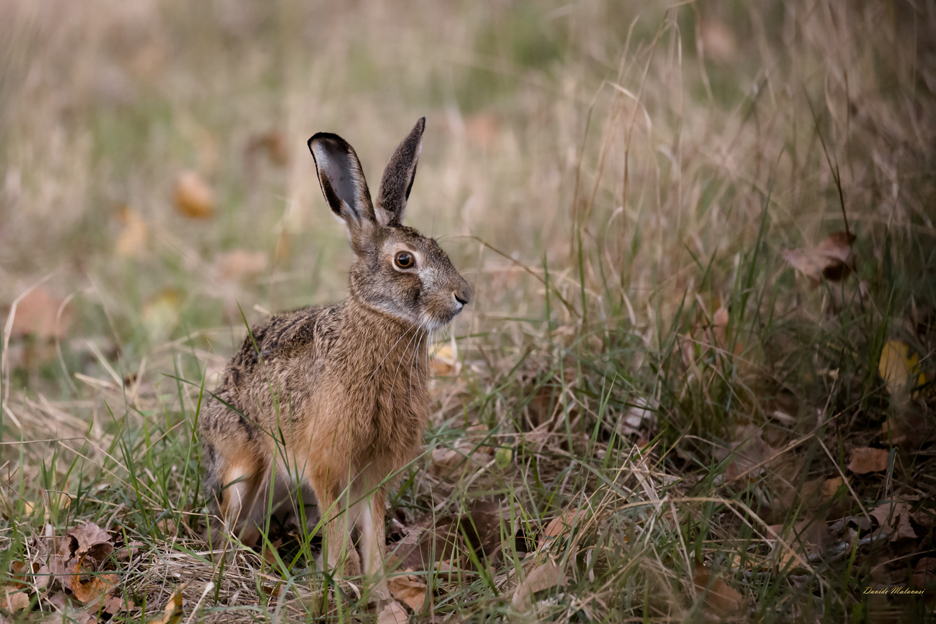 Hare