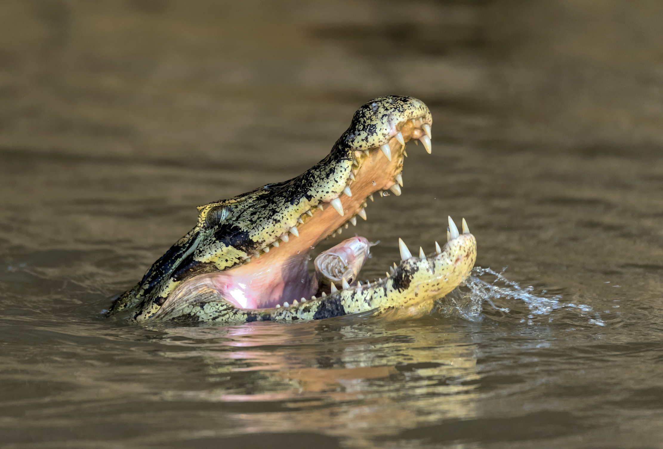 Pantanal 2015 - Sul rio Cuiabà