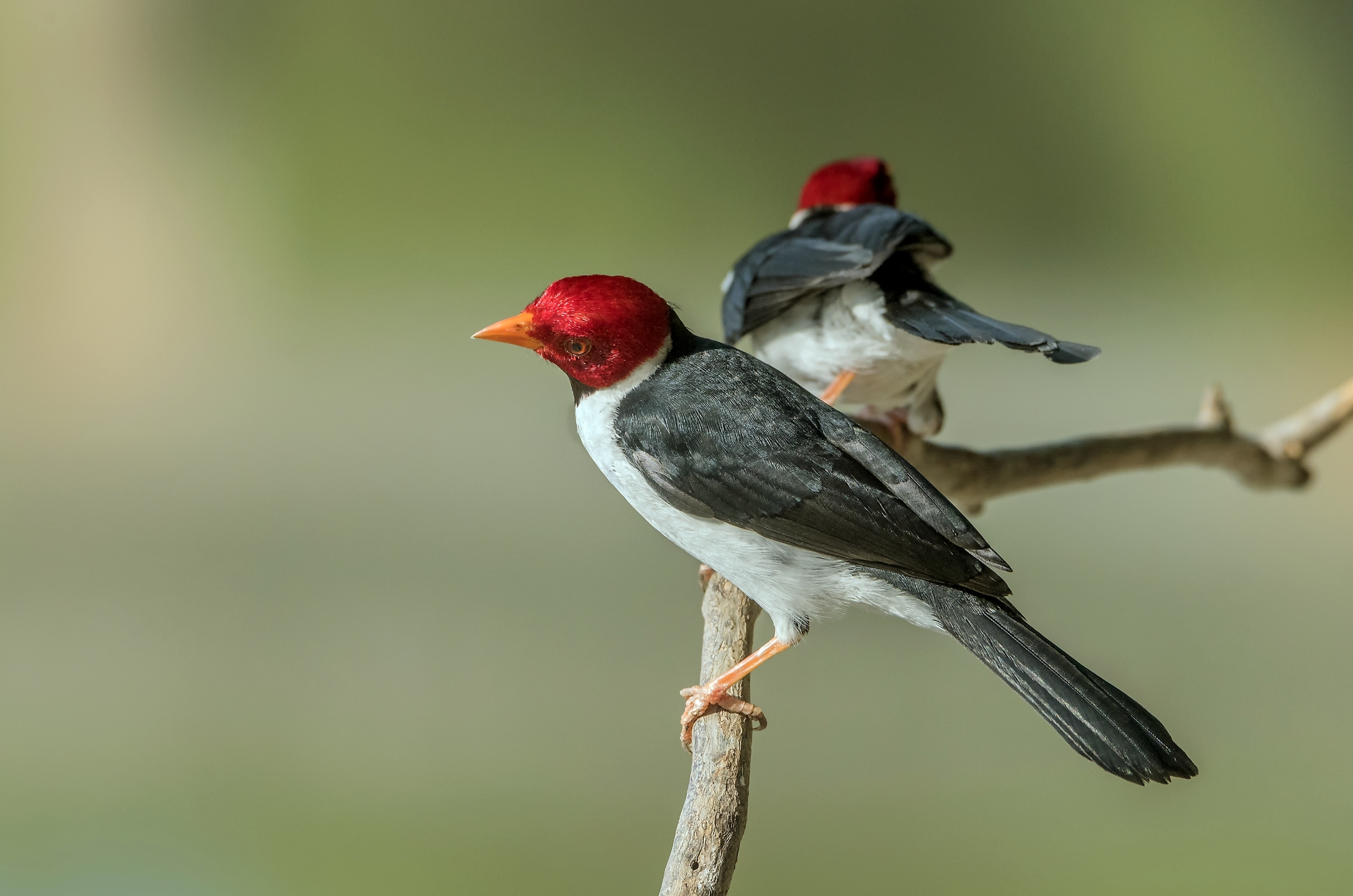 Pantanal 2015 -Rosso cardinale-capped (Paroaria gularis