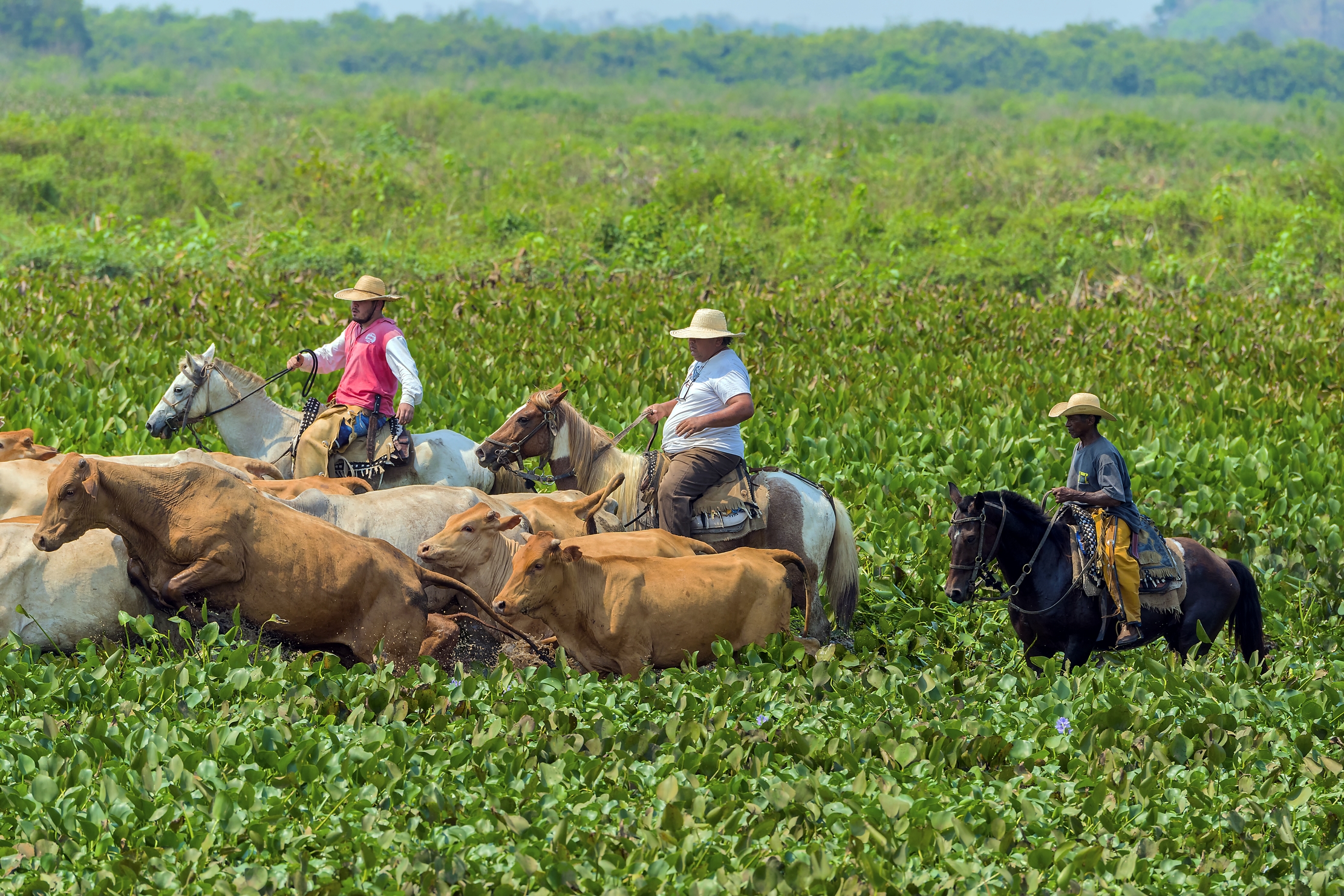 Pantanal 2015 - Pantaneros
