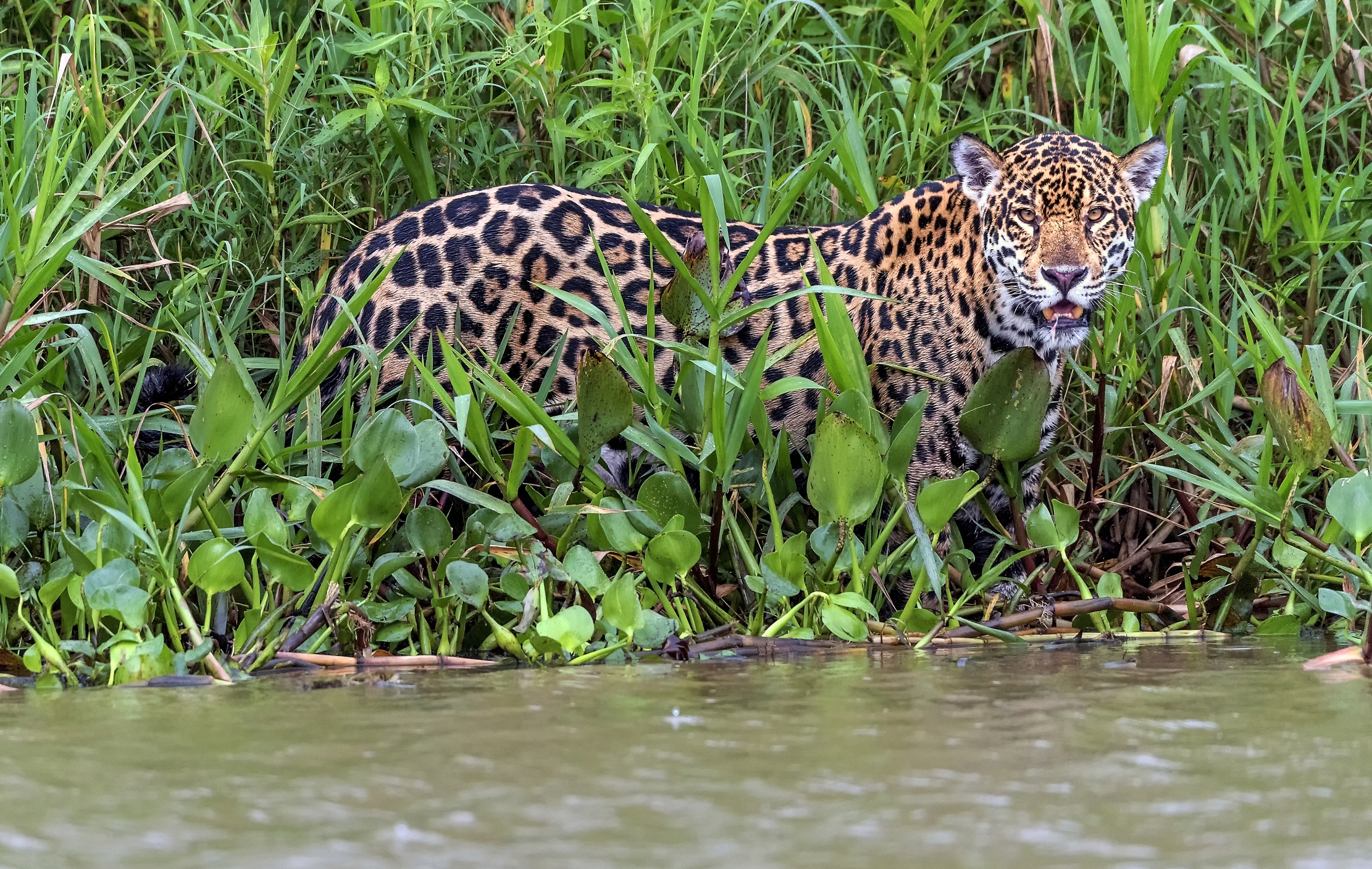 Pantanal 2015 - Sempre Lui sul Cuiabà