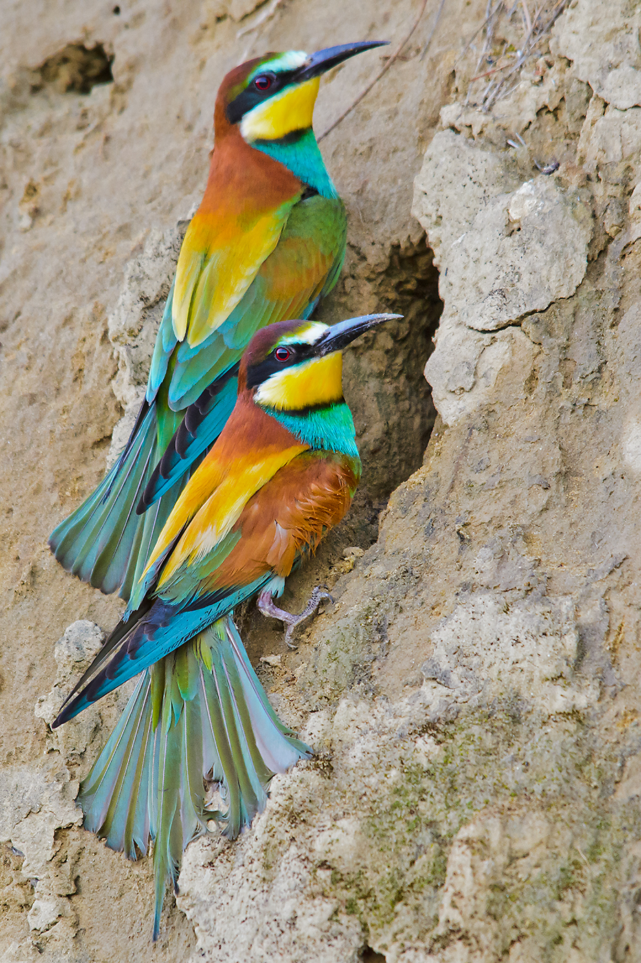 gruccioni a Peccioli