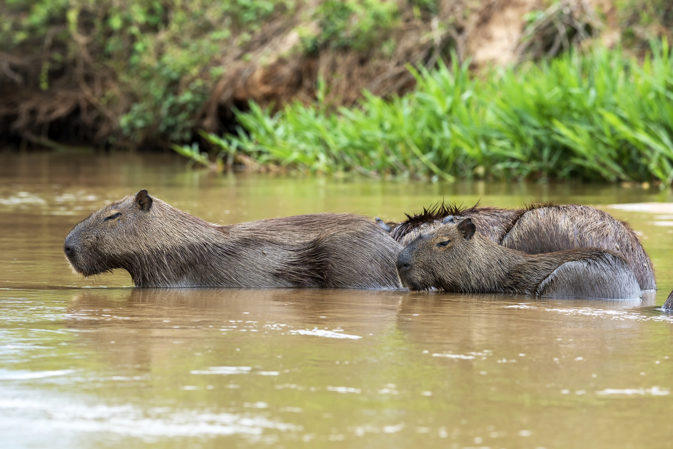 Pantanal 2015 - Capibara