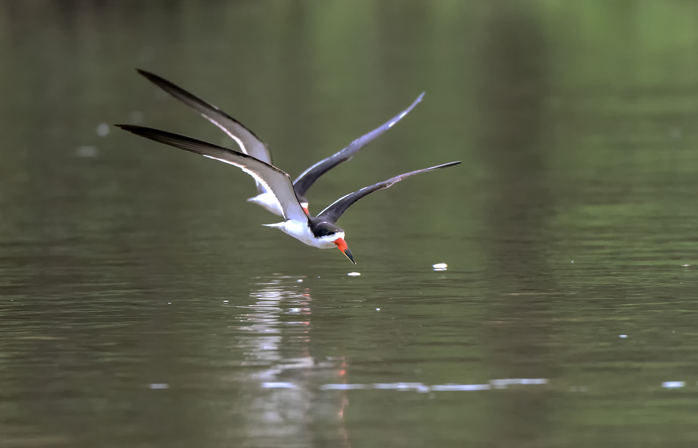 Pantanal 2015 - Skimmer
