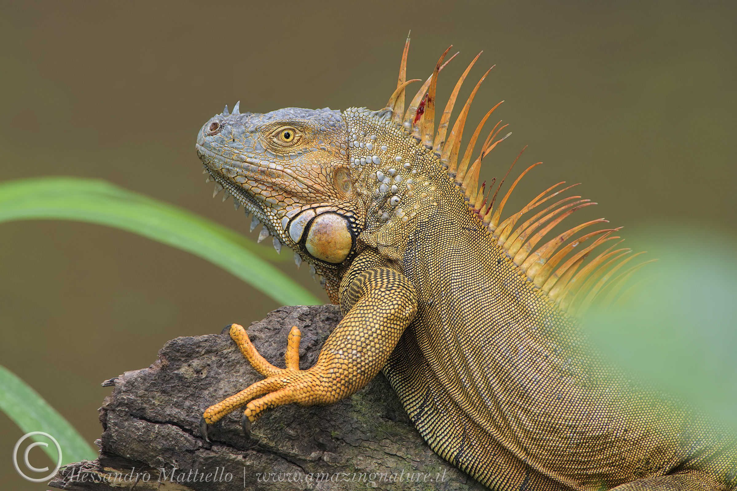 Il riposo dell'iguana