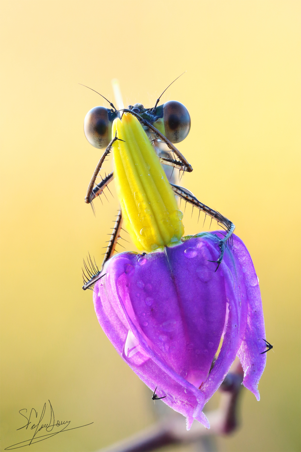 et with the shuttle ....