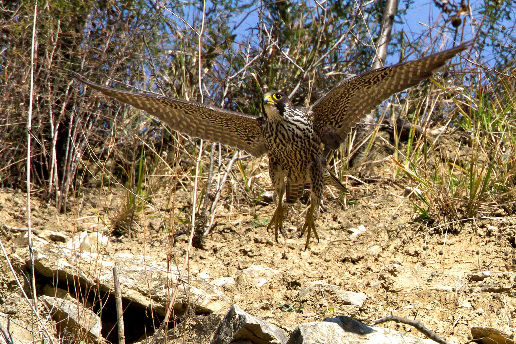 Peregrine falcon