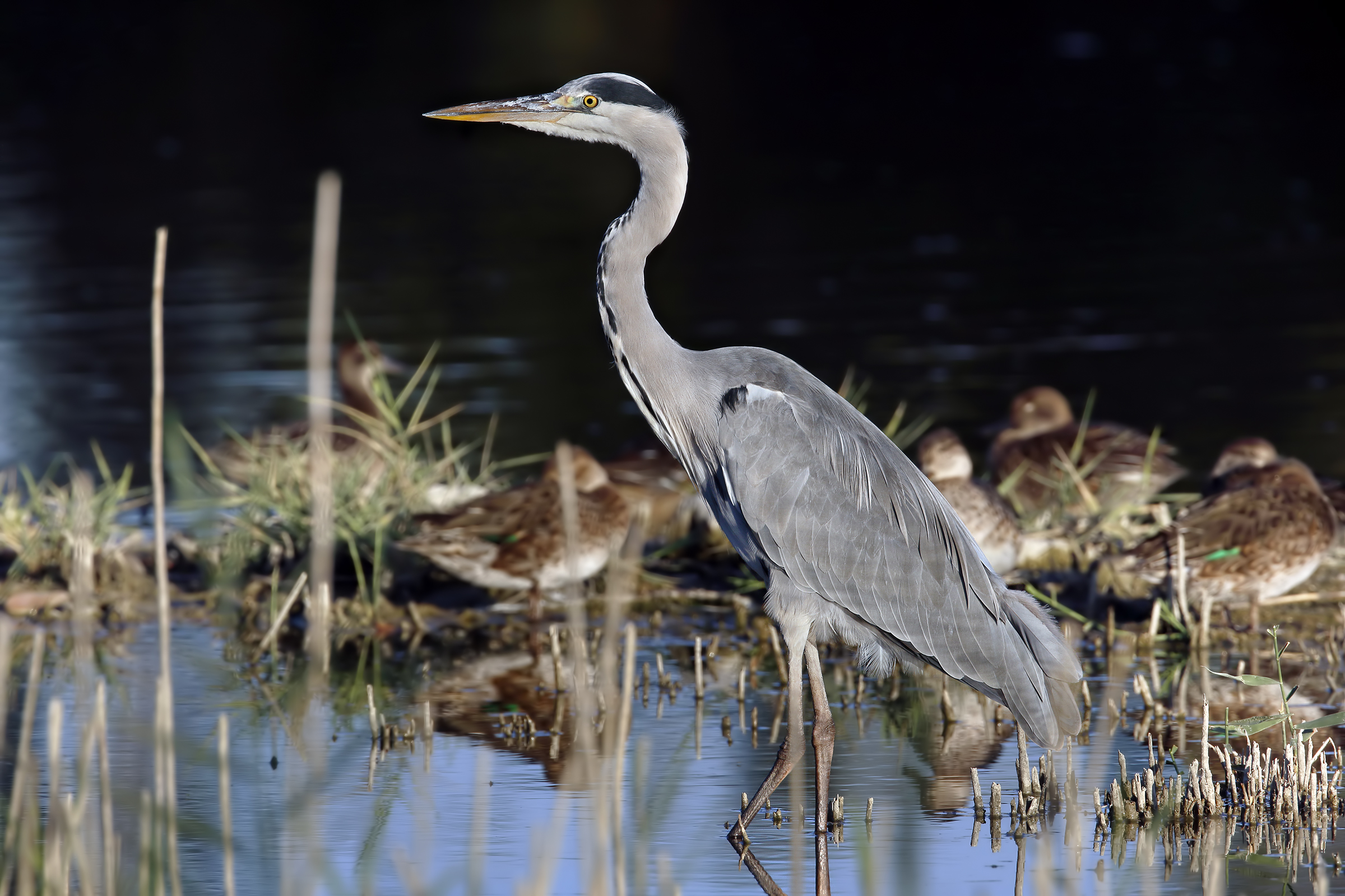 Grey Heron