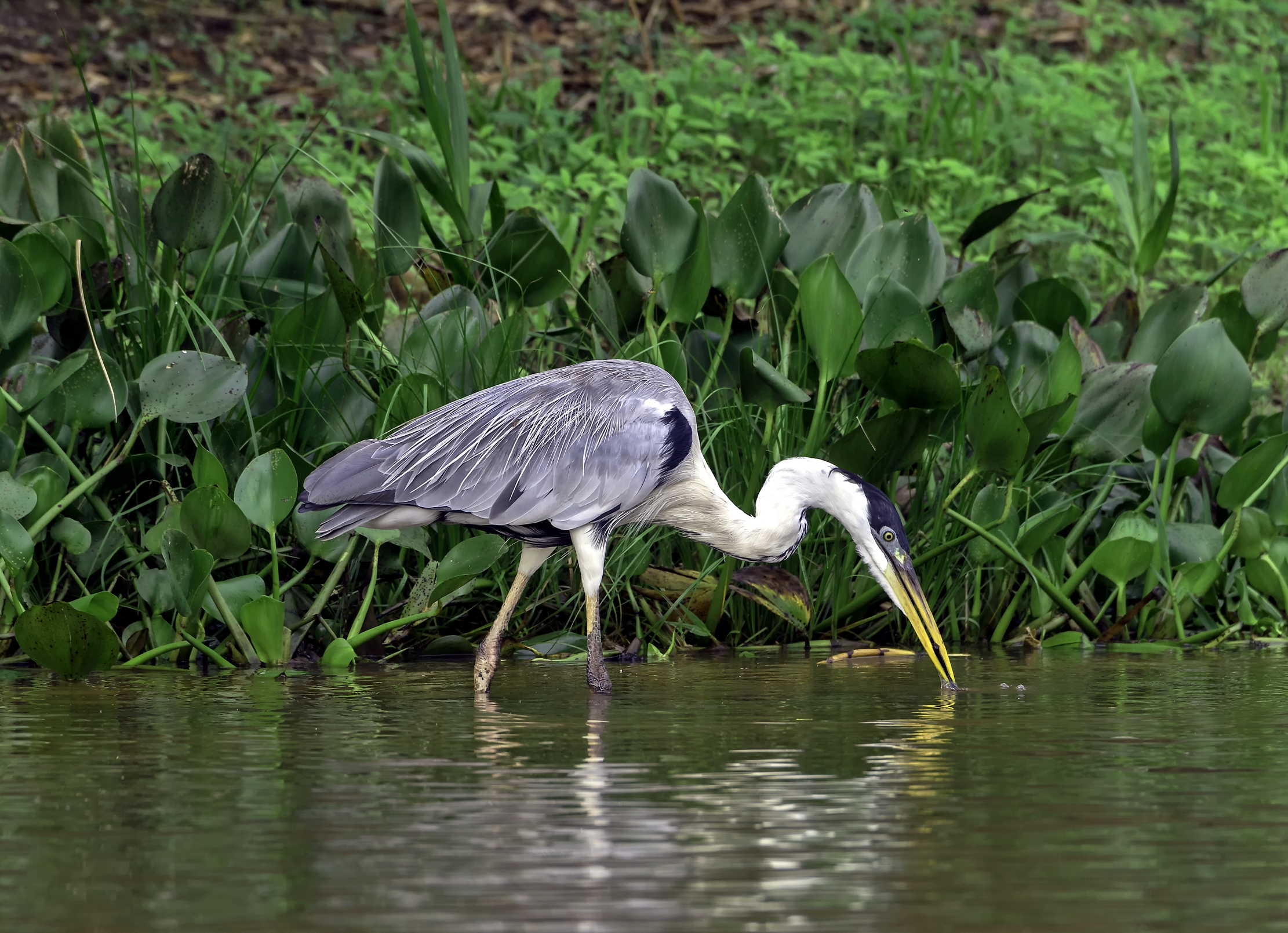 Pantanal 2015 - Sul rio Cuiabà