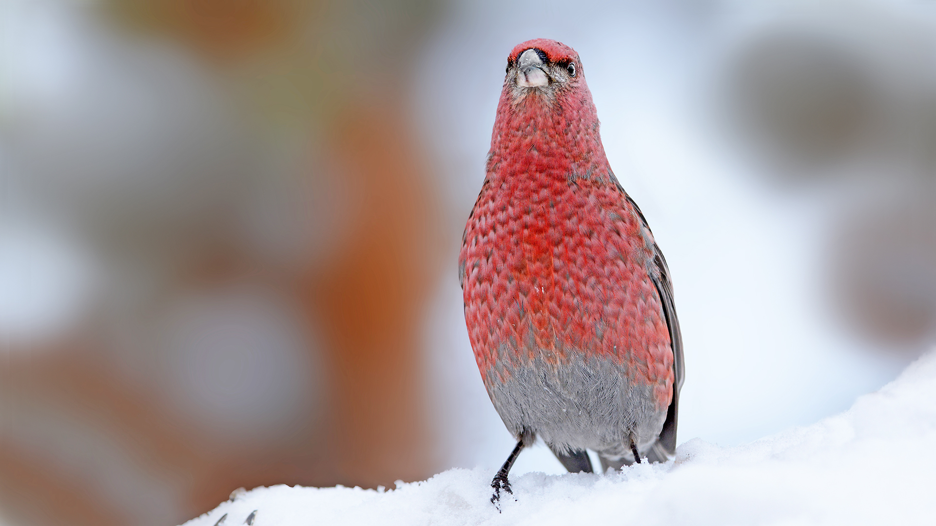 ciuffolotto delle pinete