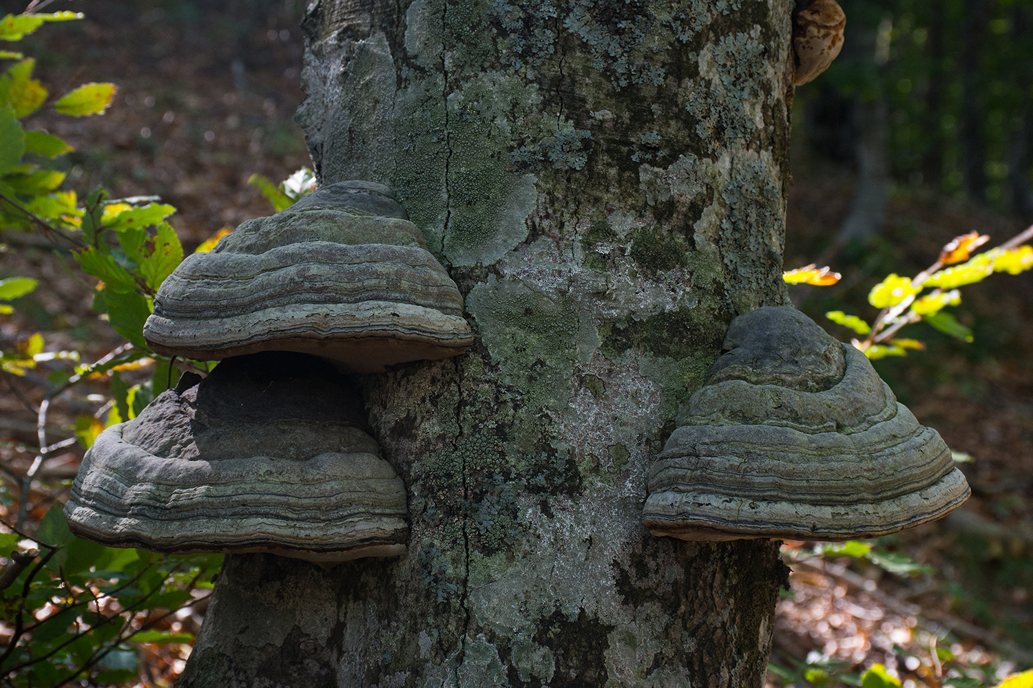 Le mensole del bosco