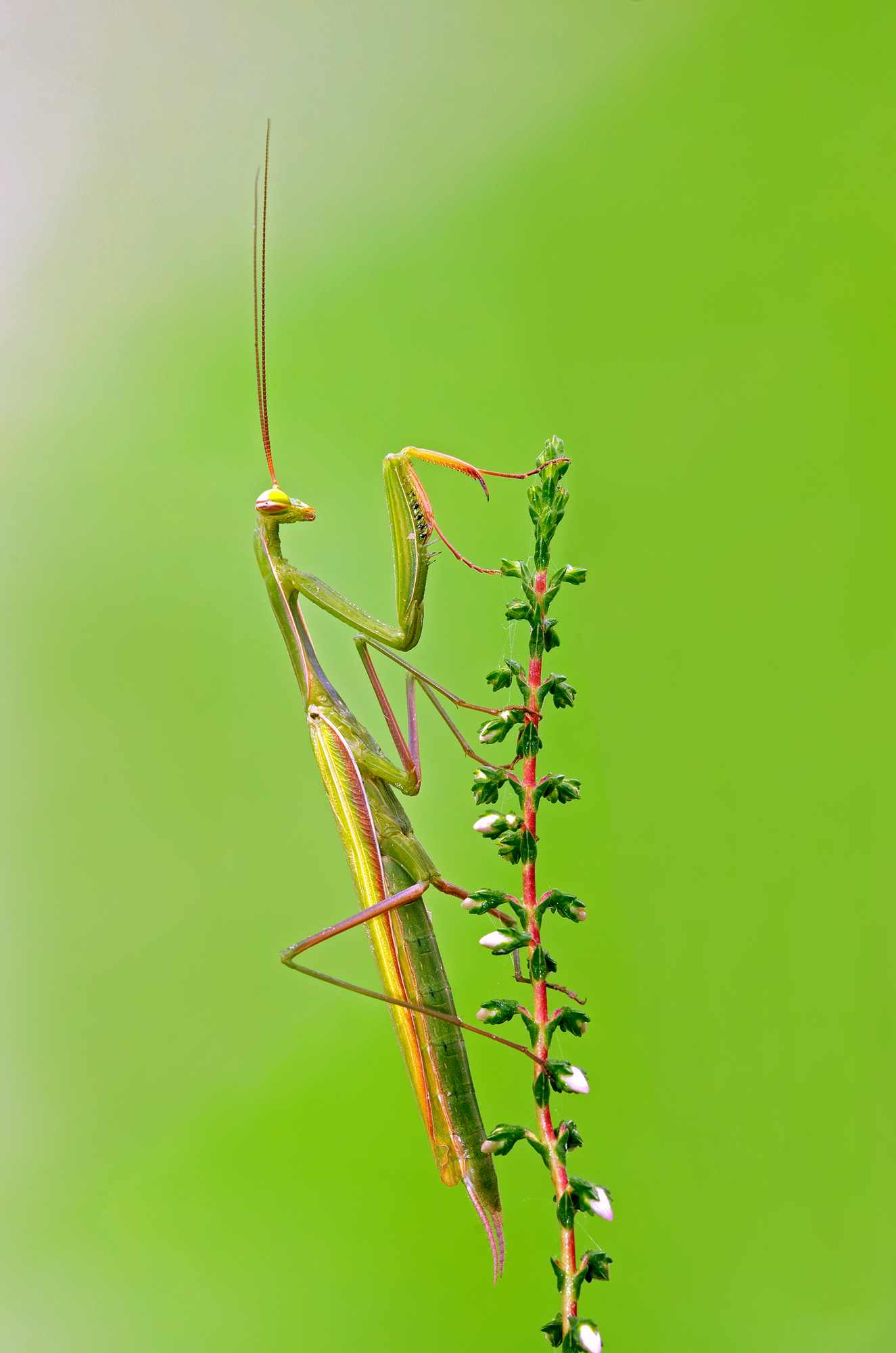 Mantis