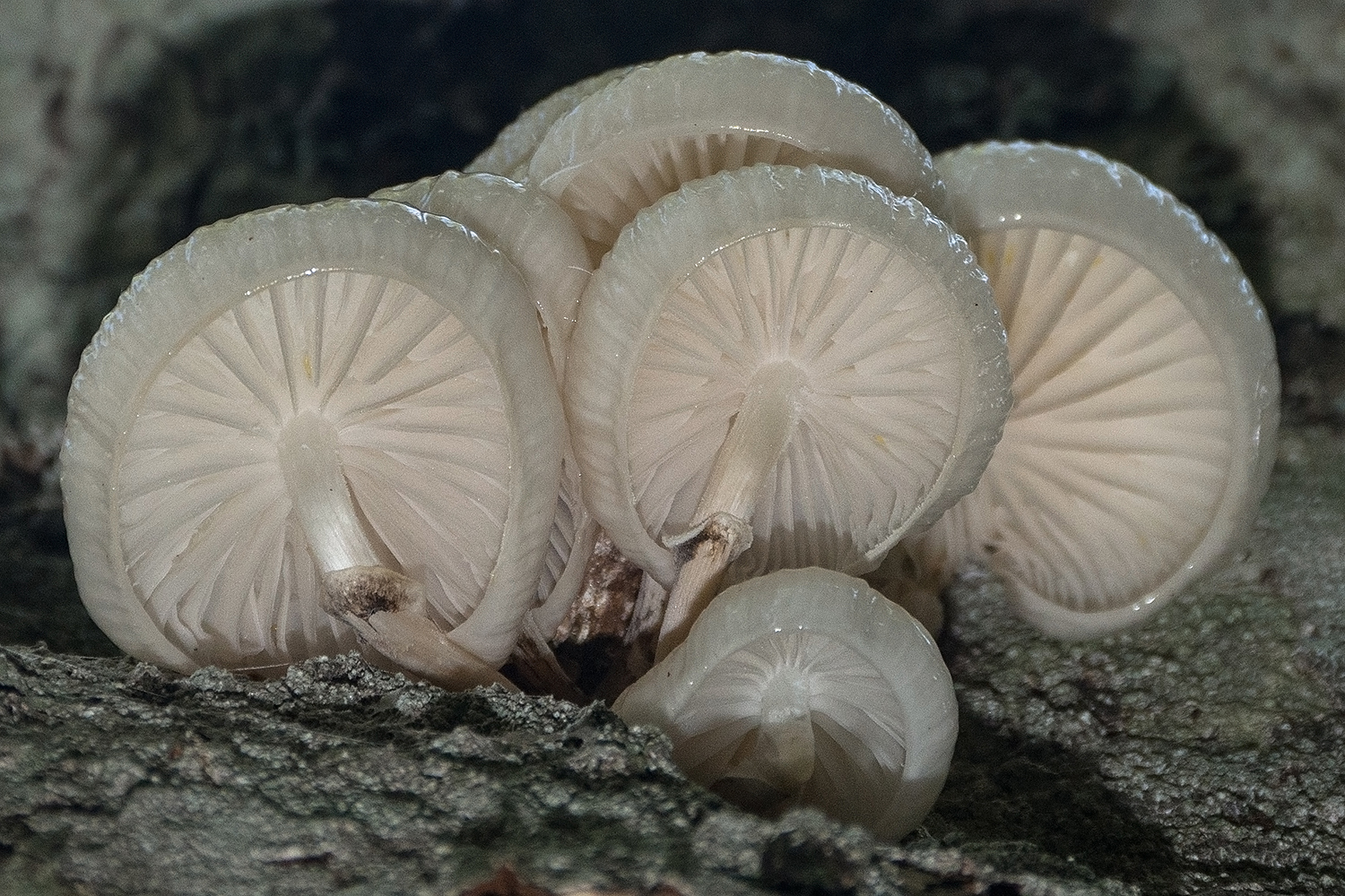 Oudemansiella mucida