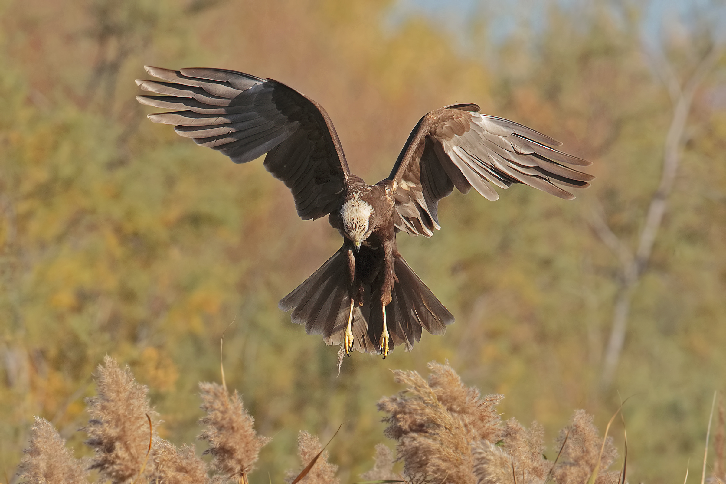 Marsh harrier
