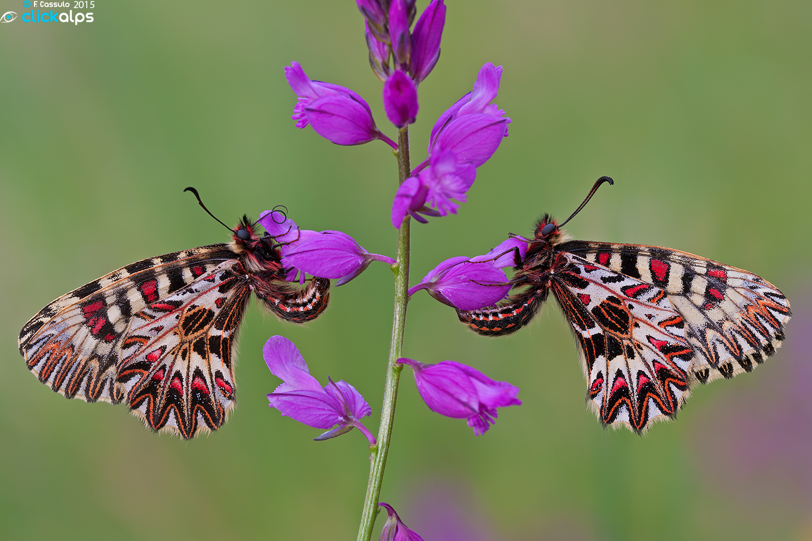 Zerynthia polyxena allo specchio